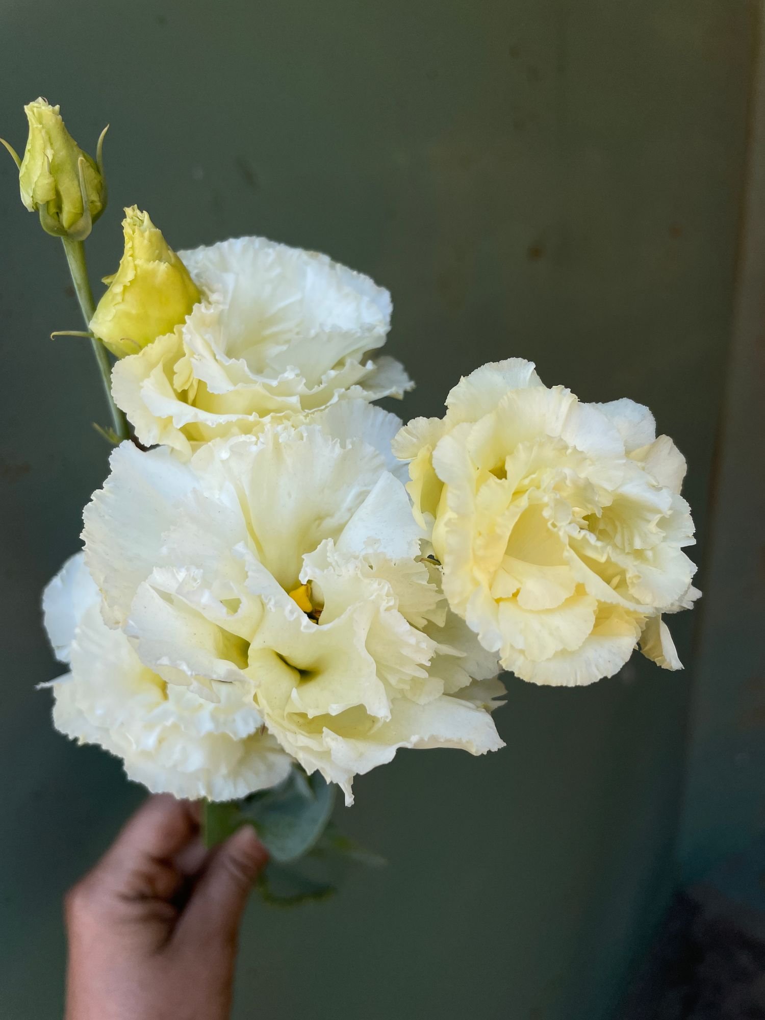 Lisianthus 'Corelli Sugoi Light Yellow'