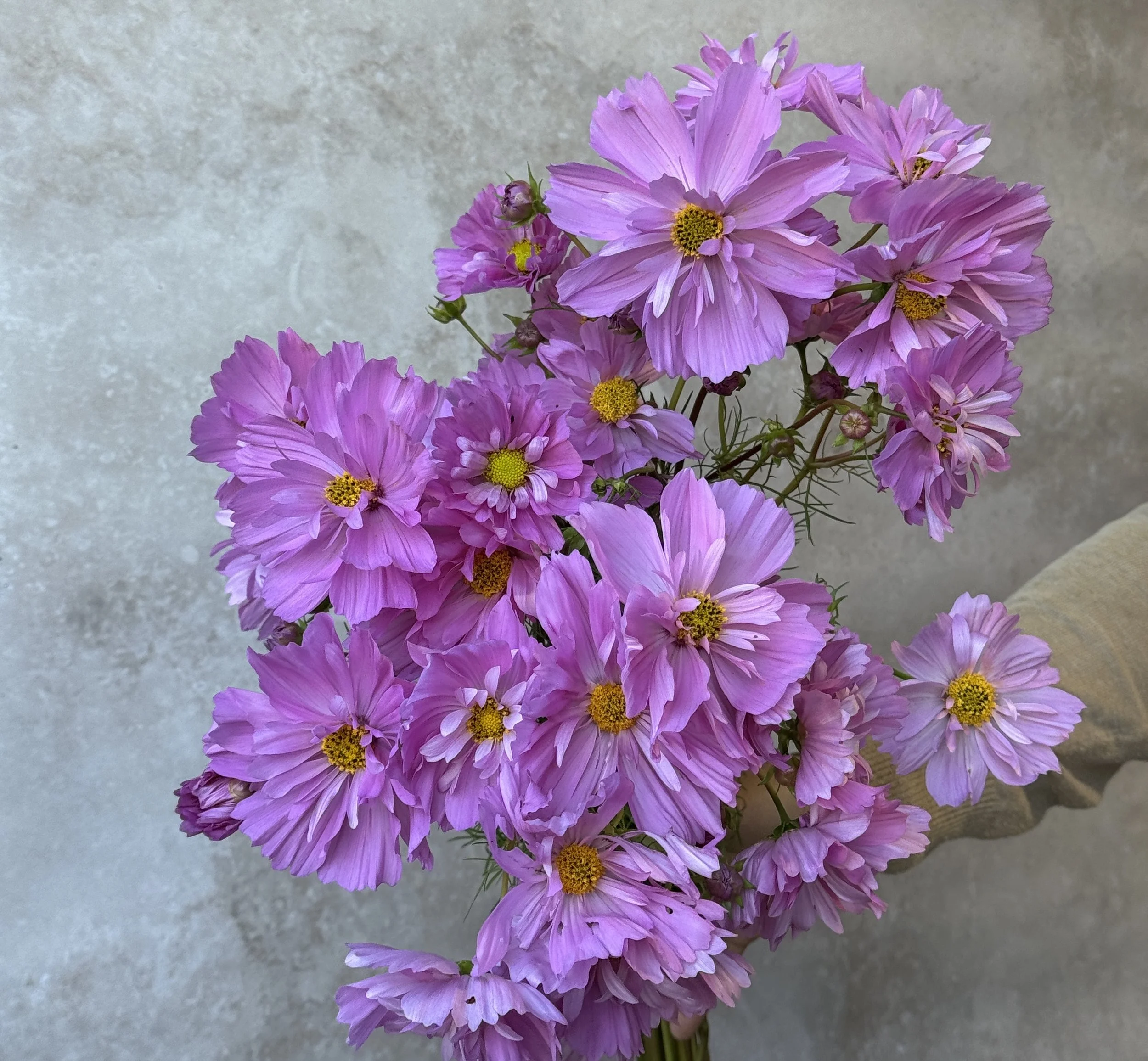 COSMOS bipinnatus Double Click Rose Bon Bon