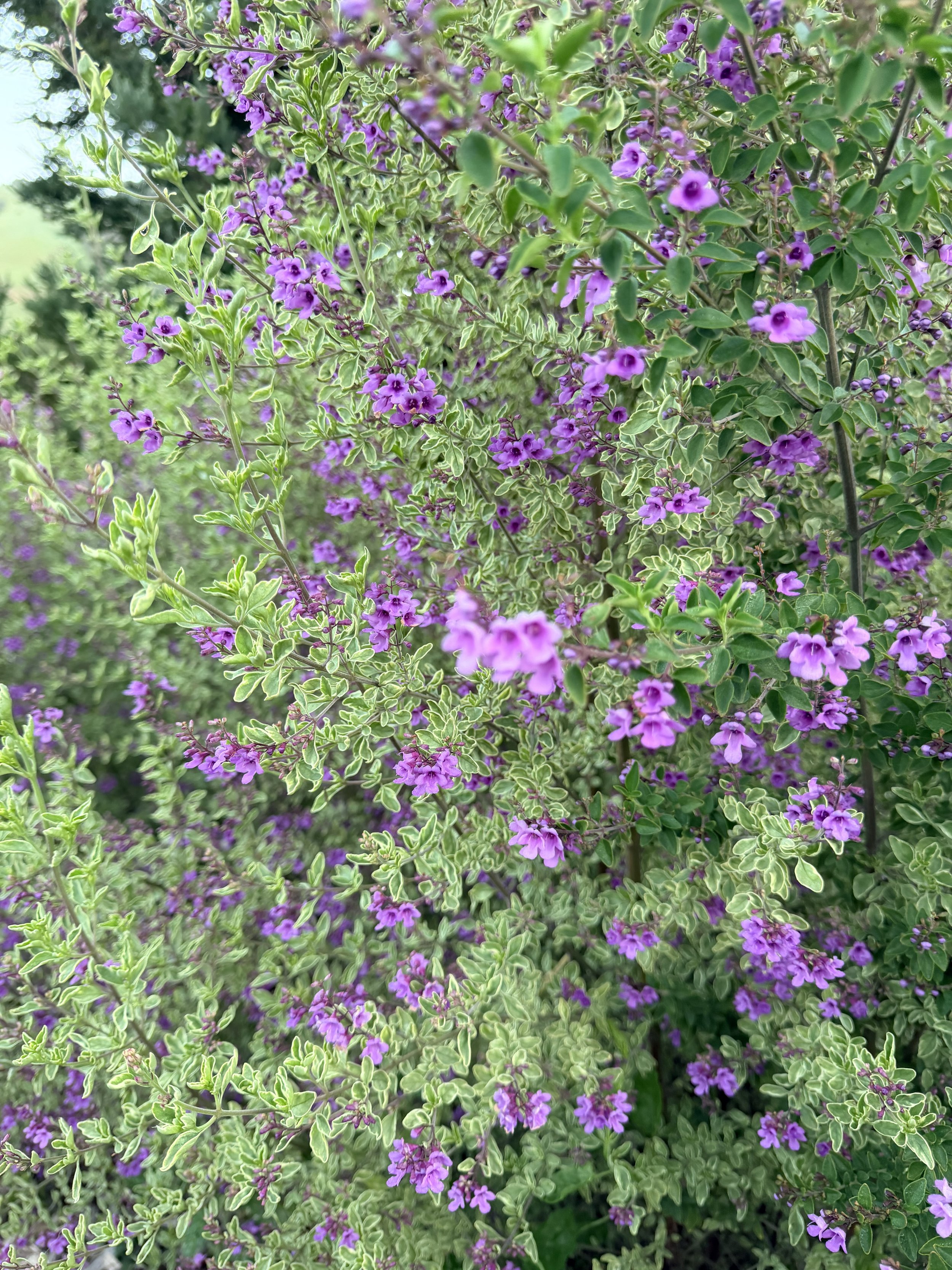 PROSTANTHERA ovalifolia Variegata