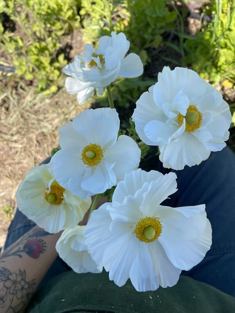 Ranunculus 'Tecolote White'