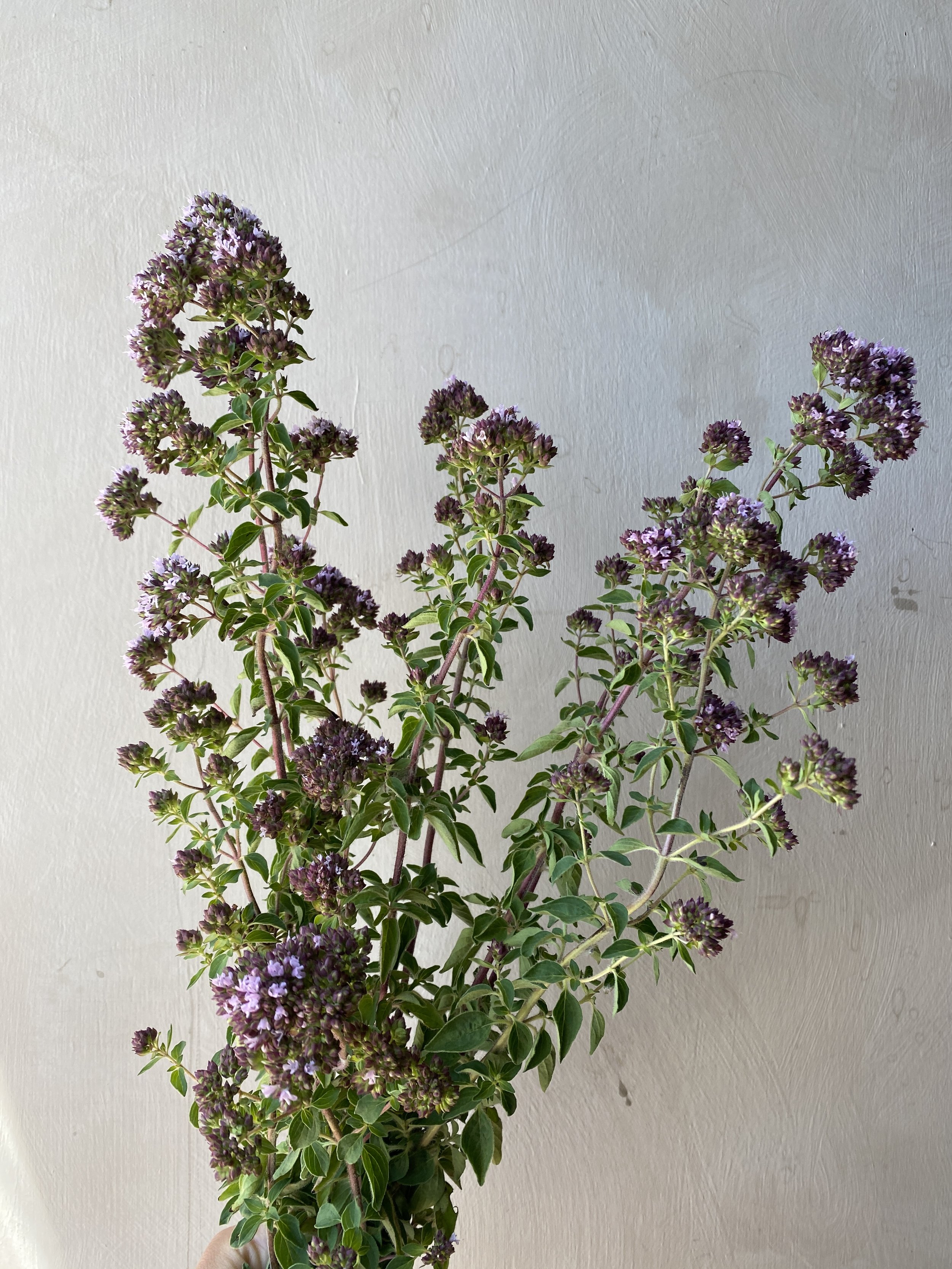 Origanum 'Oregano'
