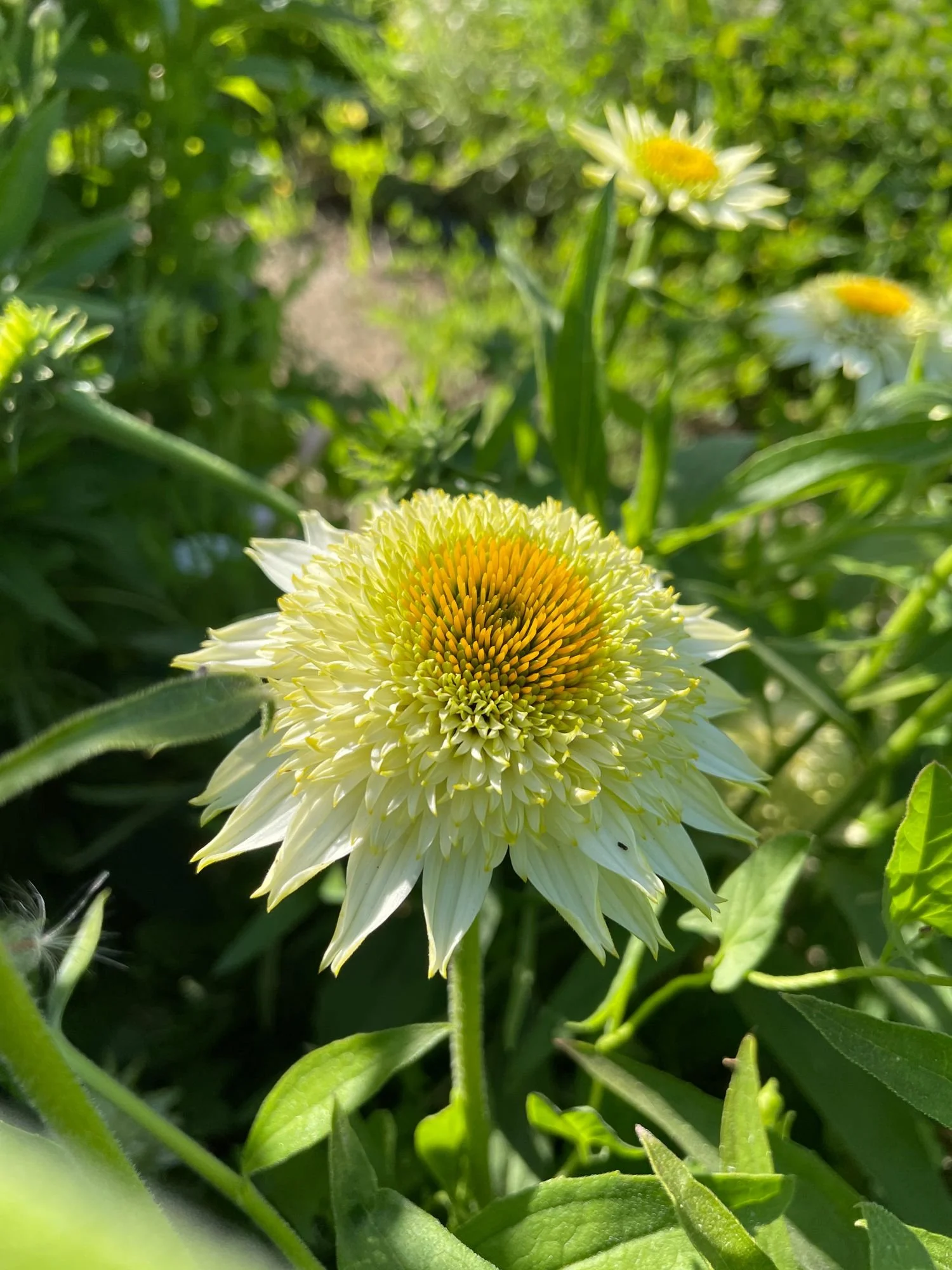 Echinacea 'Puff Vanilla'