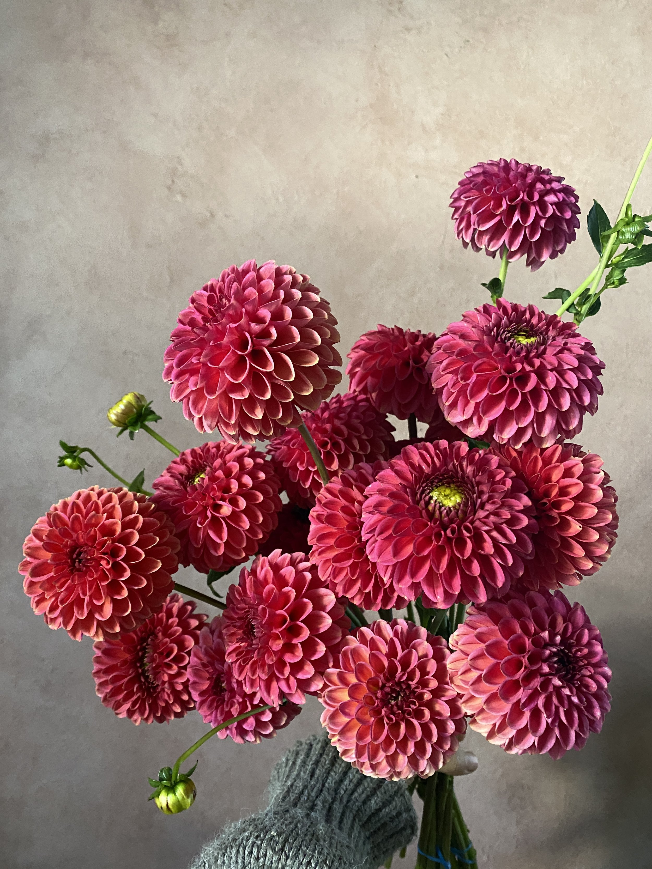 Dahlia 'Zundert Mystery Fox'