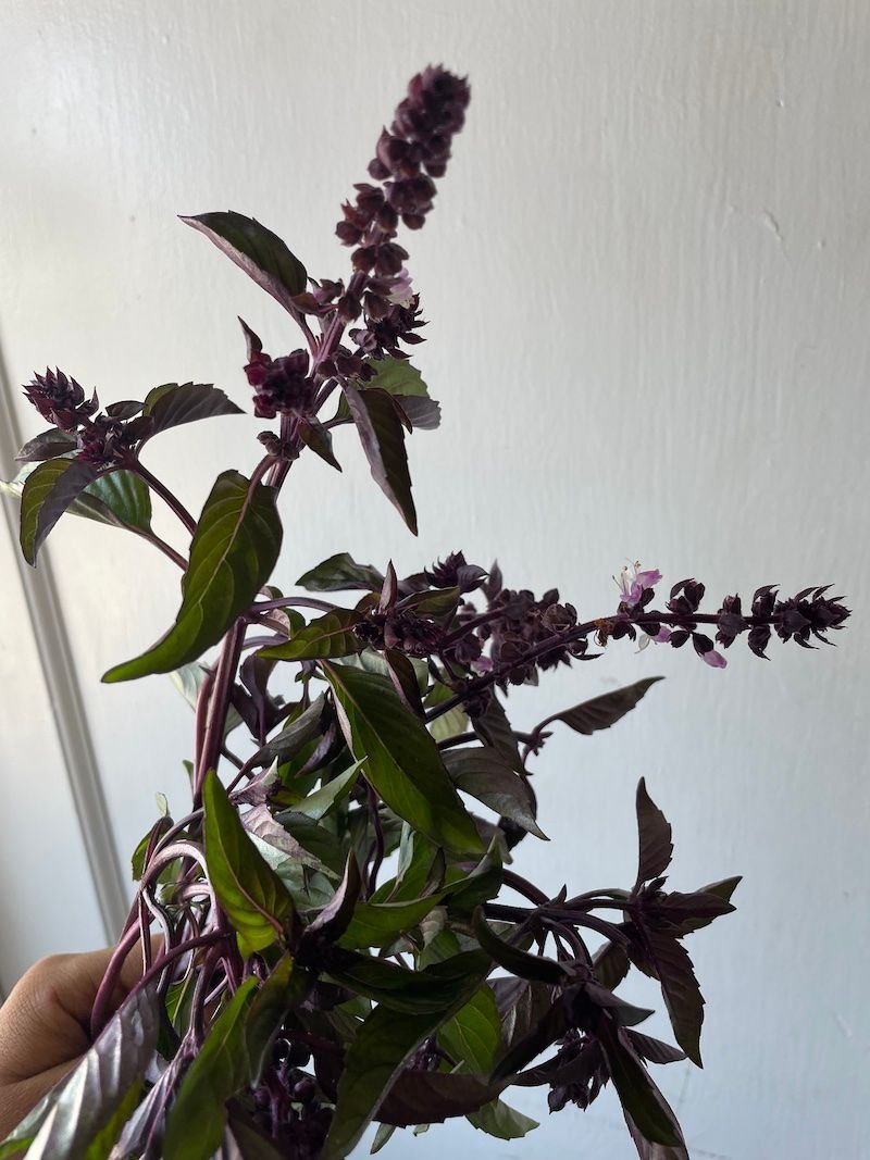Basil 'Cinamonette'