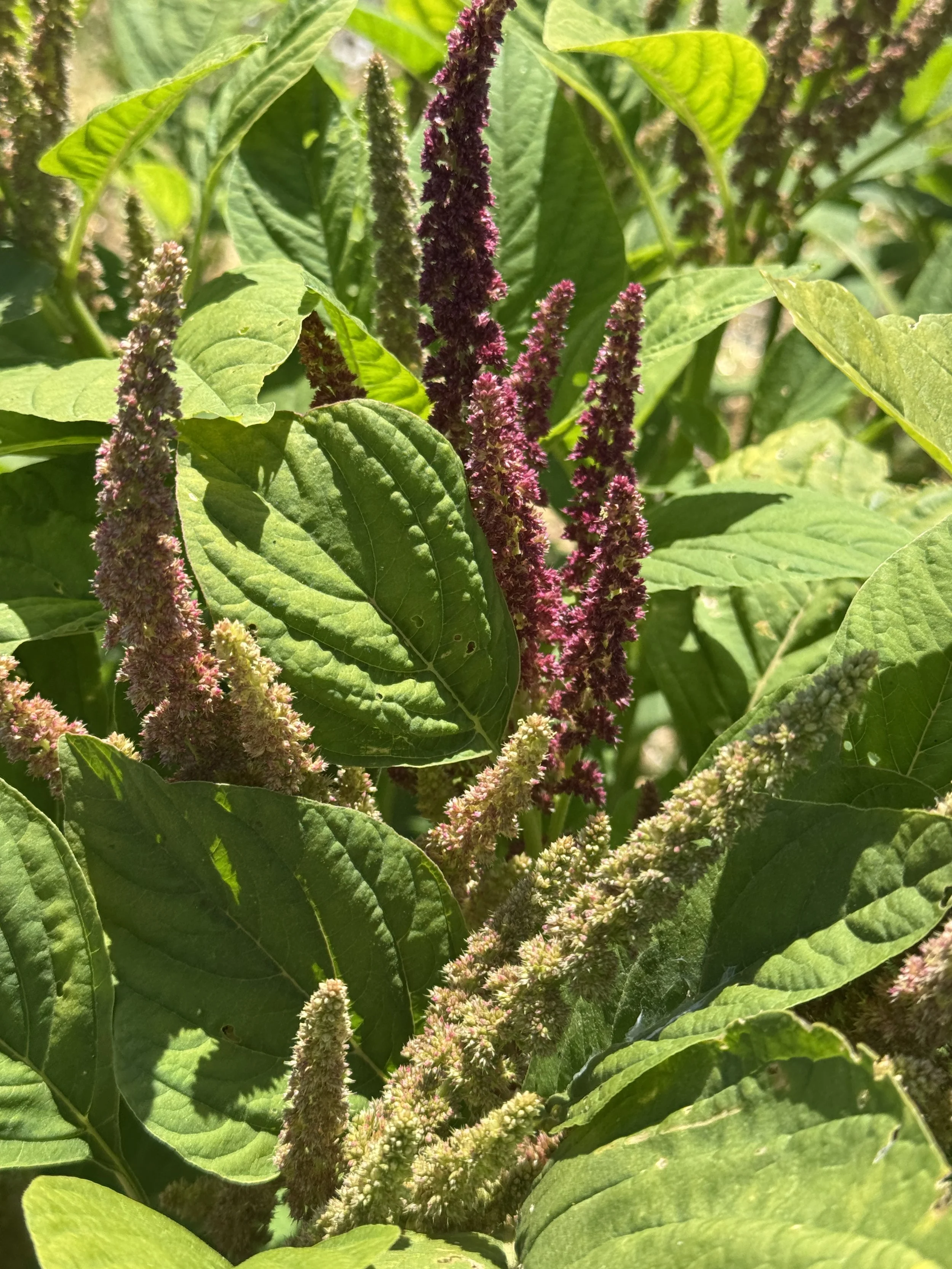 AMARANTHUS cruentus Sunset Goldilocks