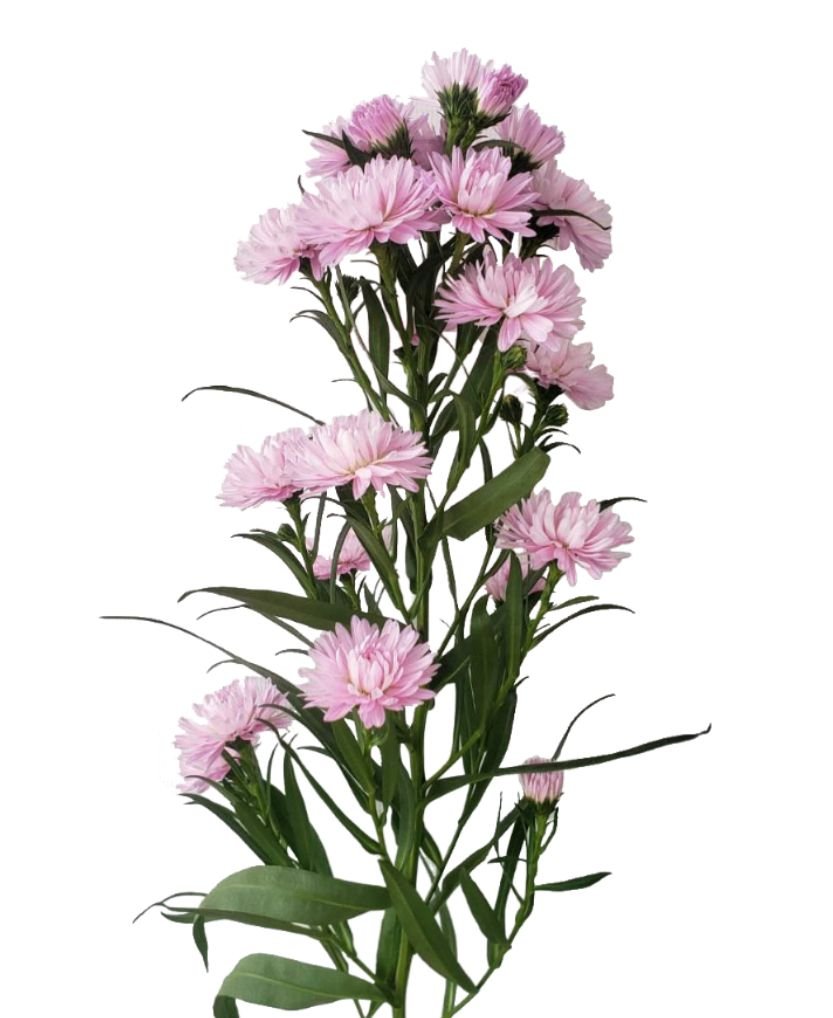 ASTER x Camilla