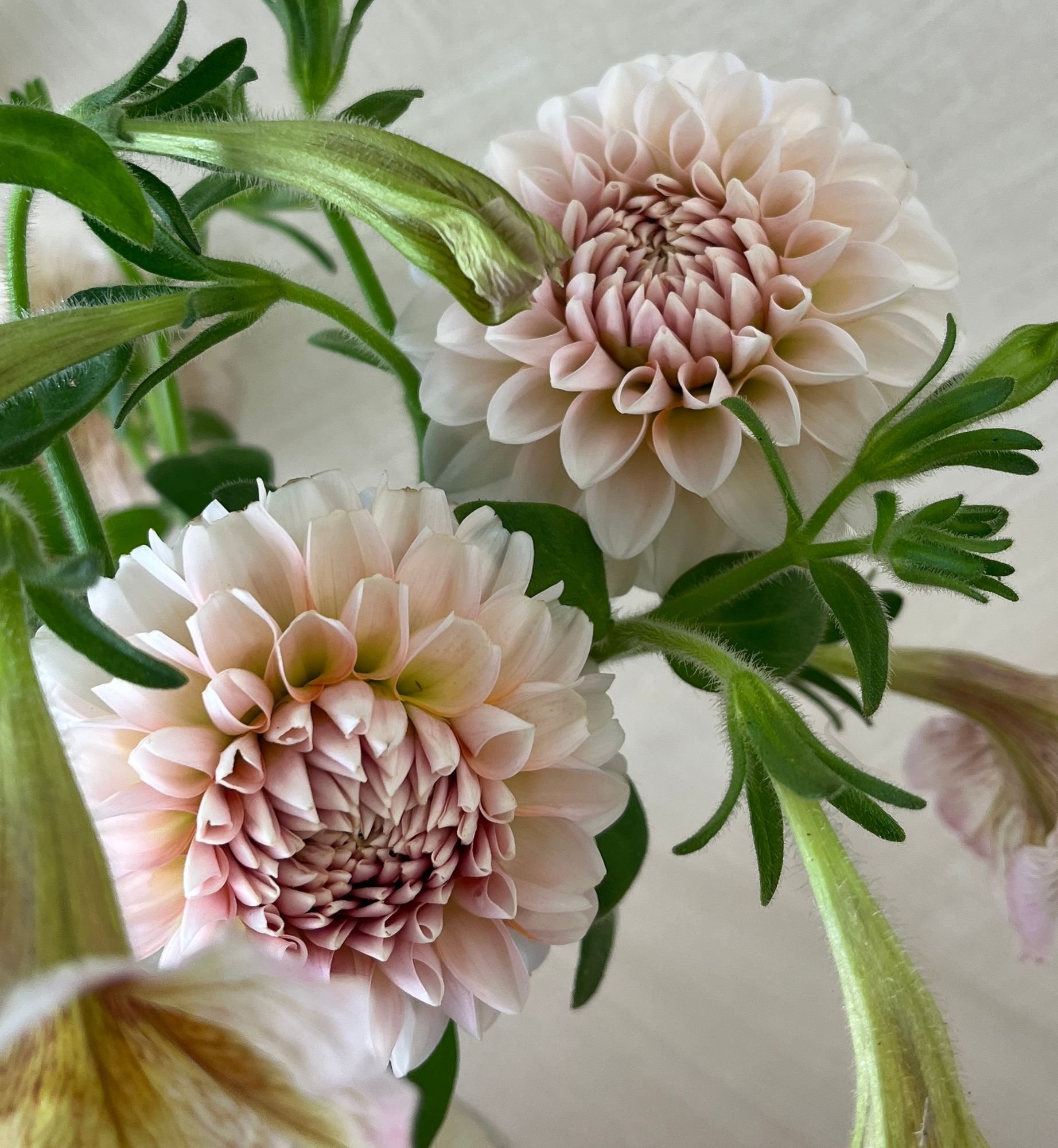 DAHLIA Lee's Kewpie