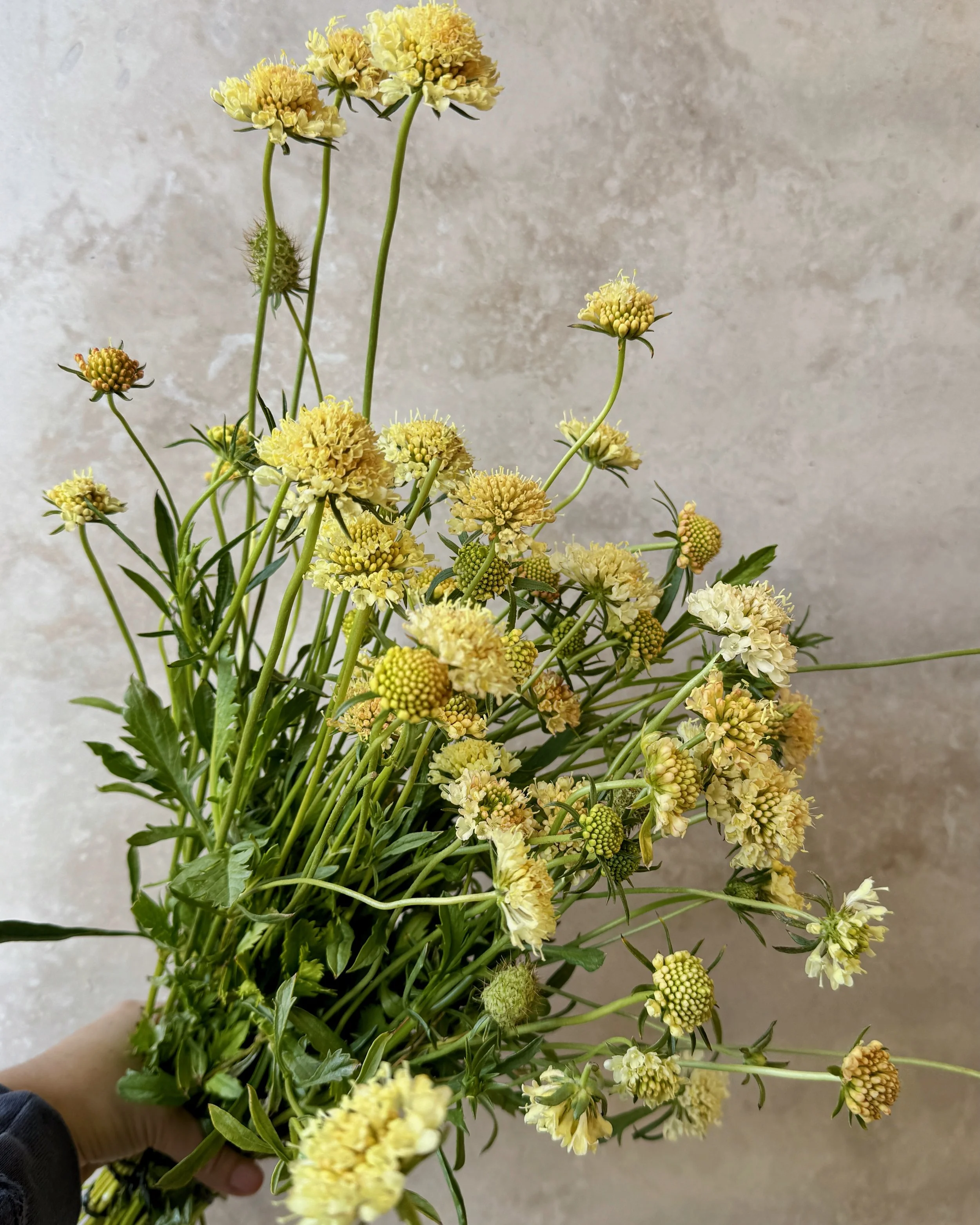 SCABIOSA atropurpurea Fata Morgana