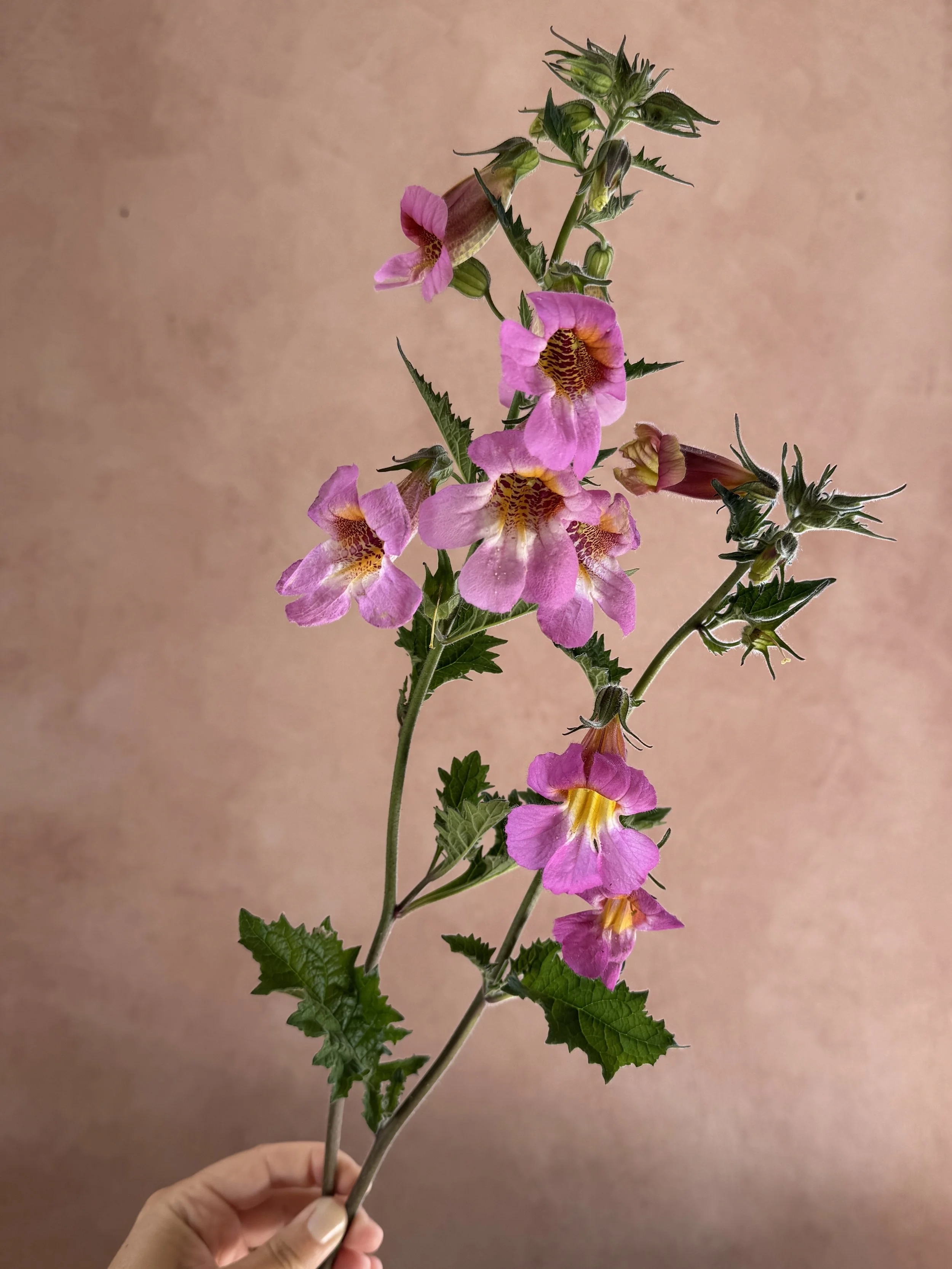 REHMANNIA elata