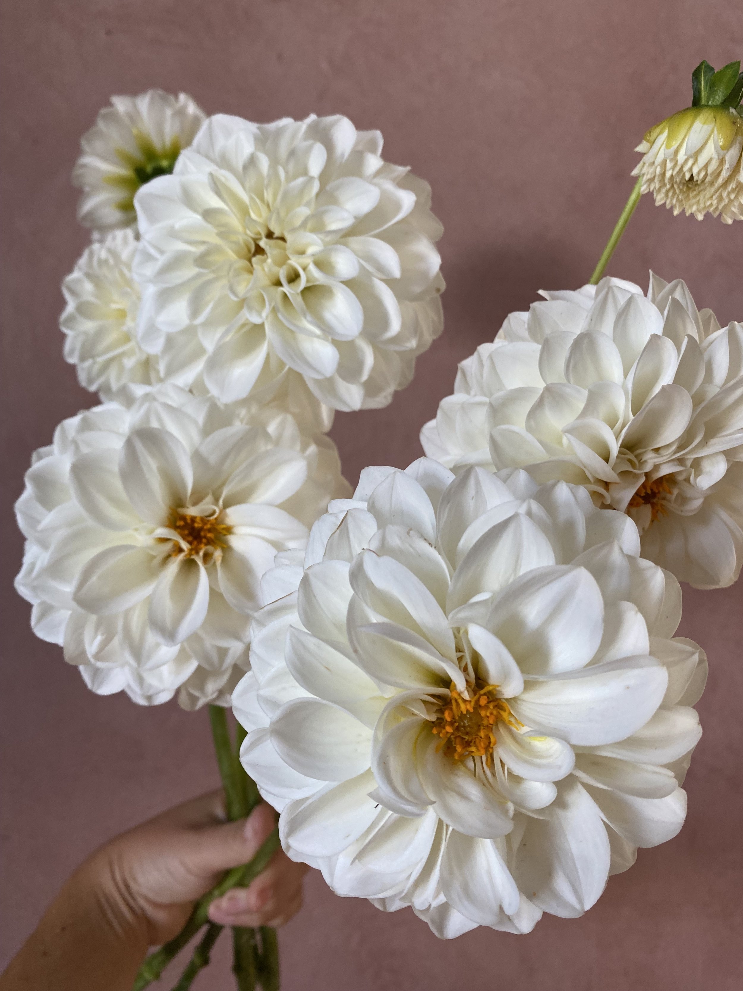 Dahlia 'Boom Boom White'
