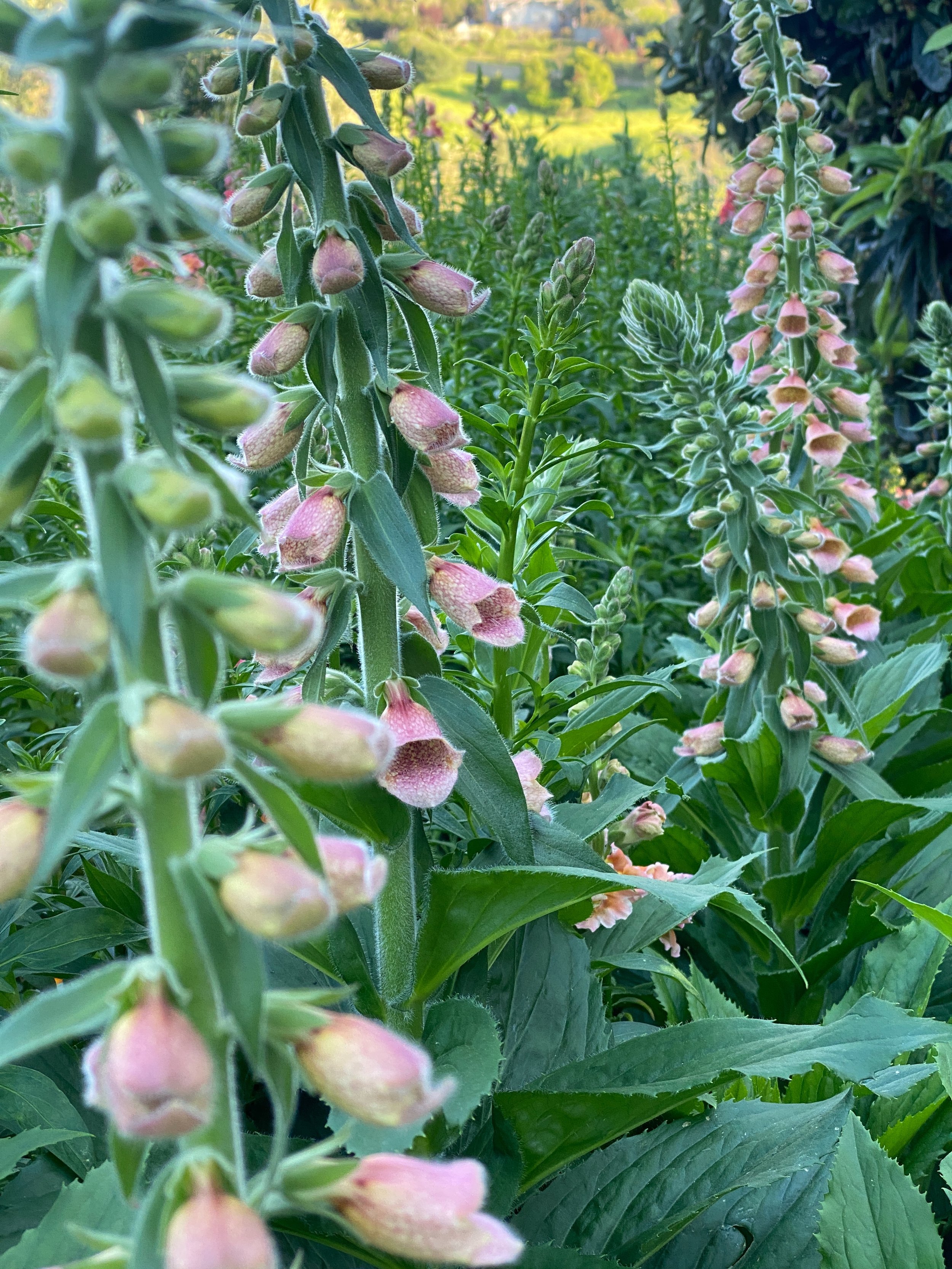 Digitalis 'Polkadot Polly' $20 bu