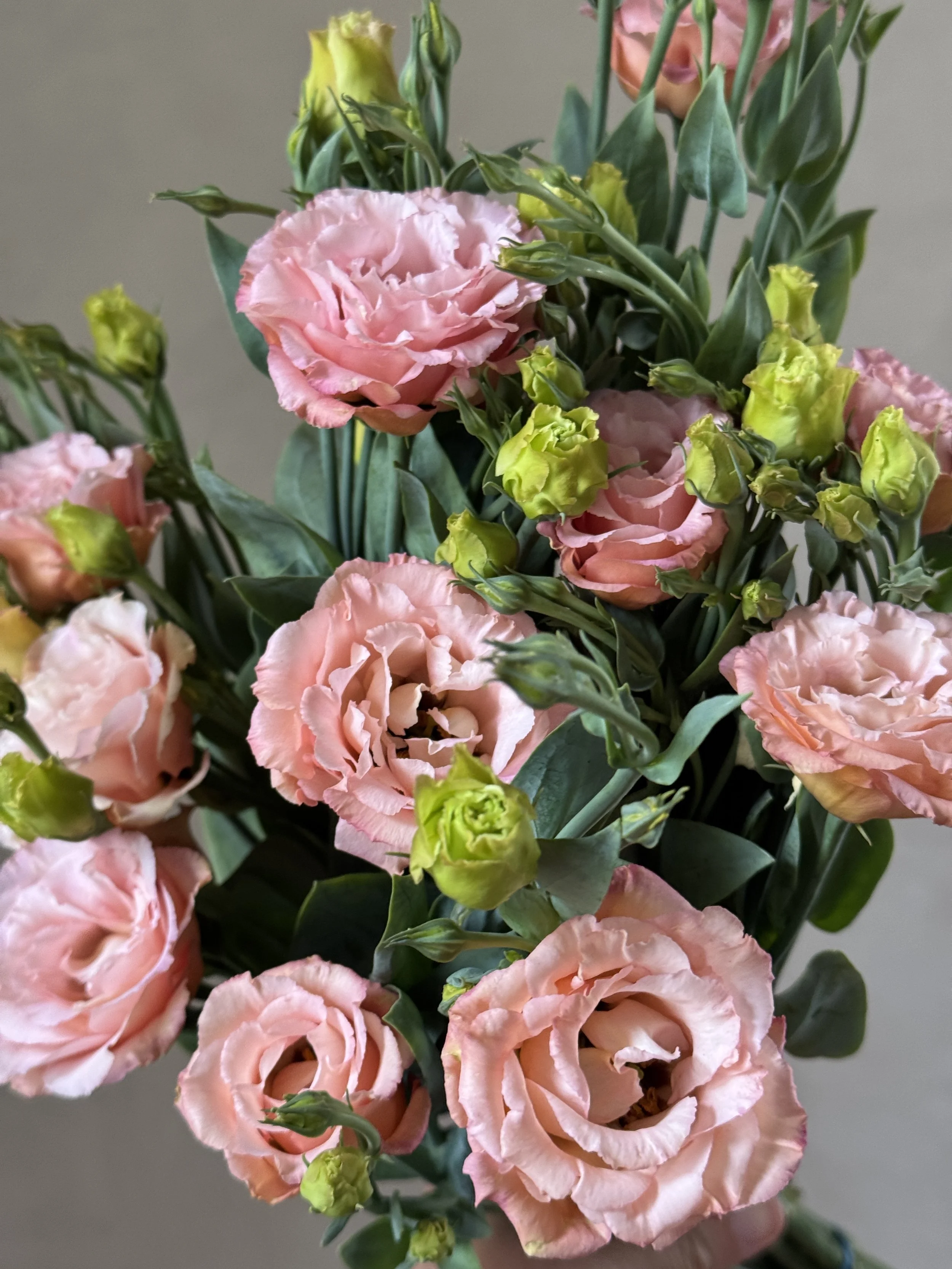 EUSTOMA grandiflorum Sabrina Mango