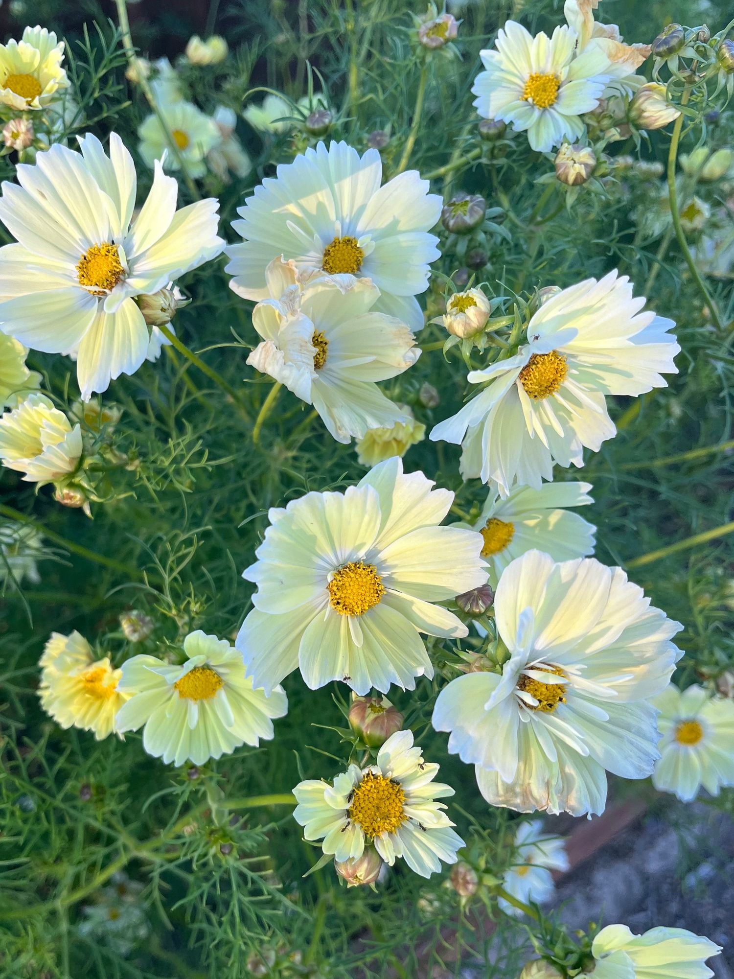 Cosmos 'Xanthos'