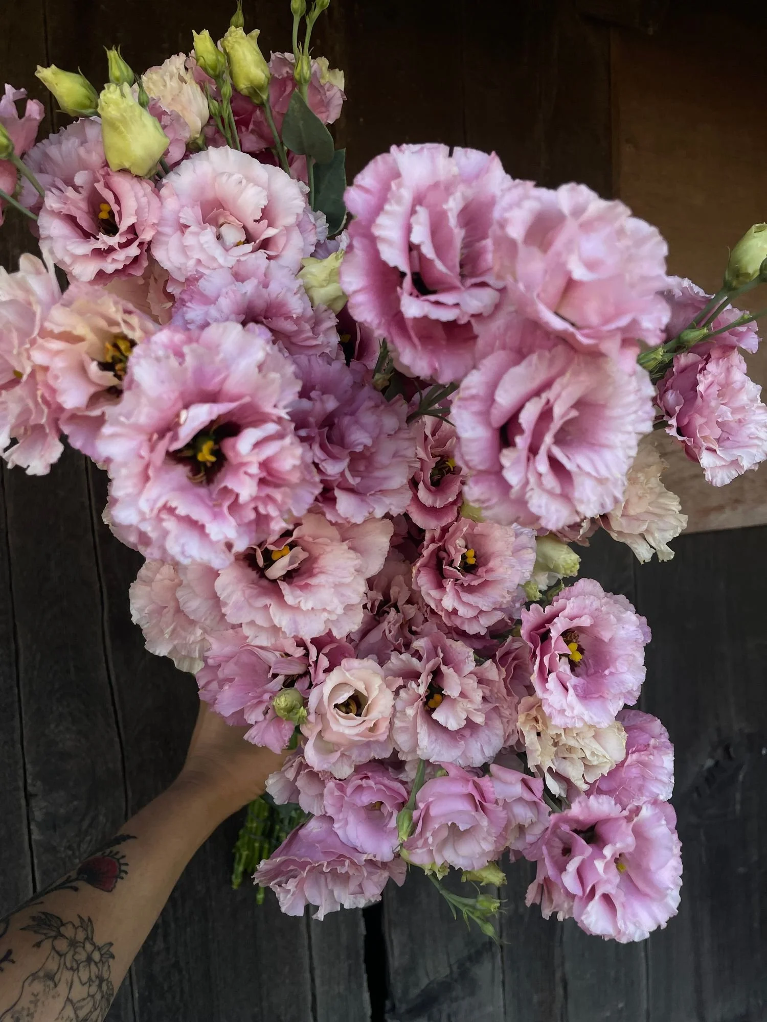EUSTOMA grandiflorum Celeb Rouge