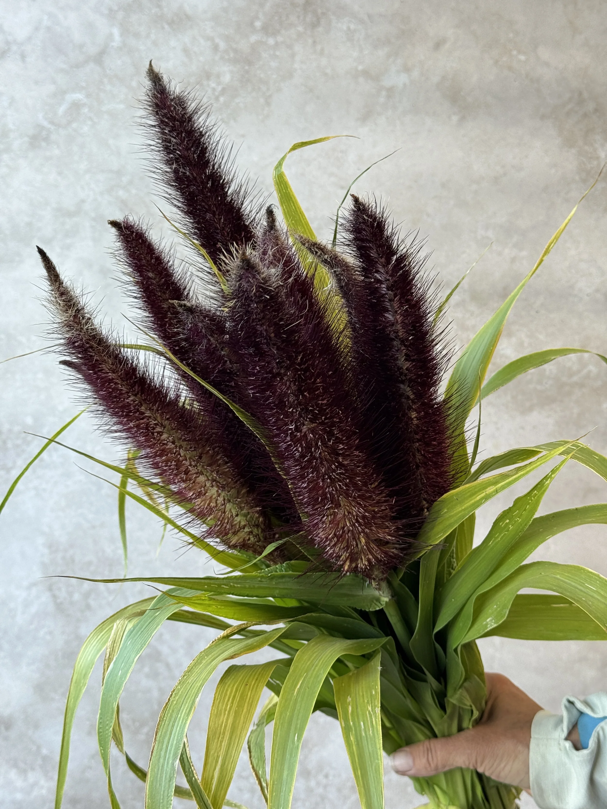 PENNISETUM glaucum Jade Princess
