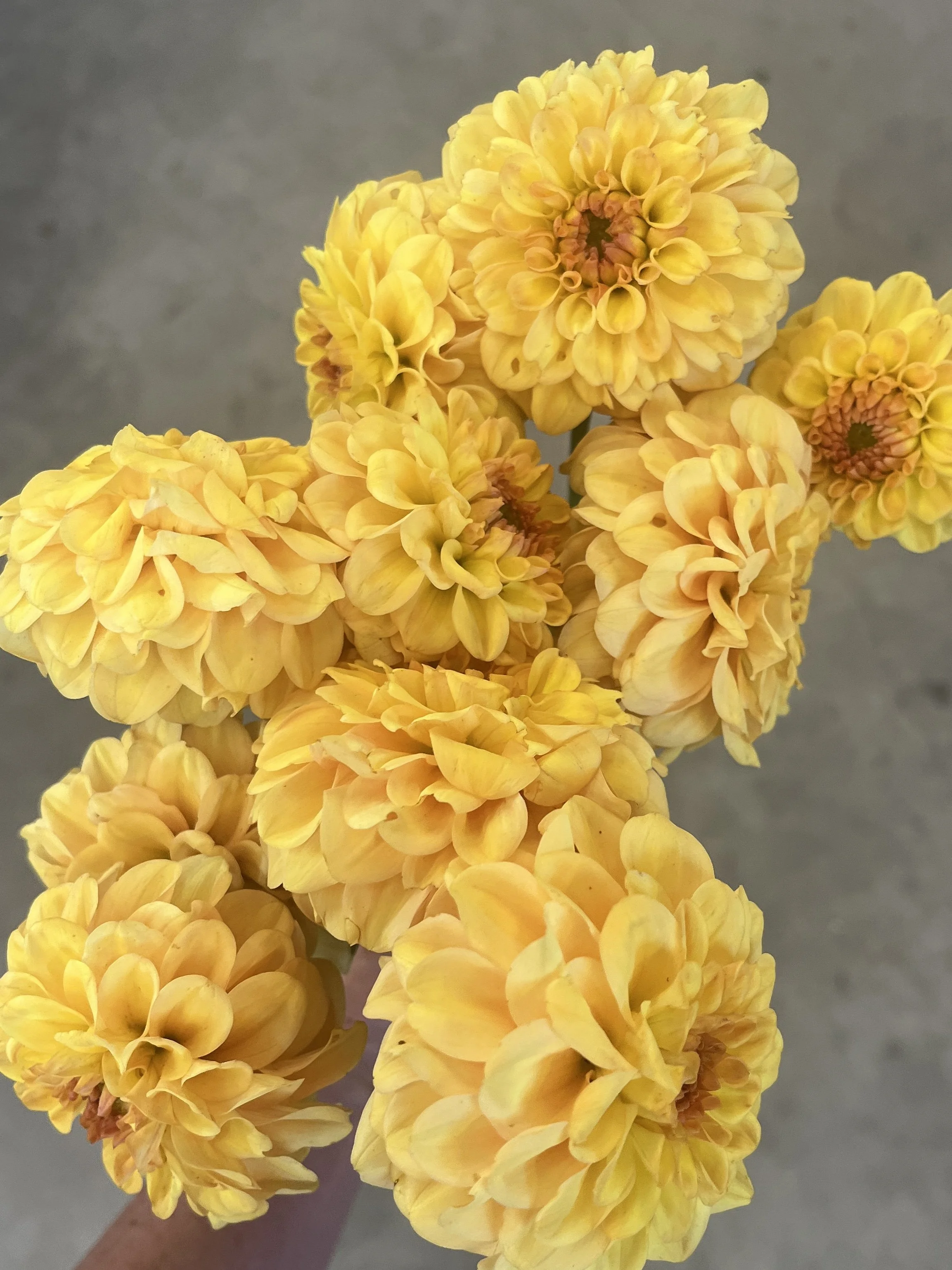 DAHLIA Golden Scepter