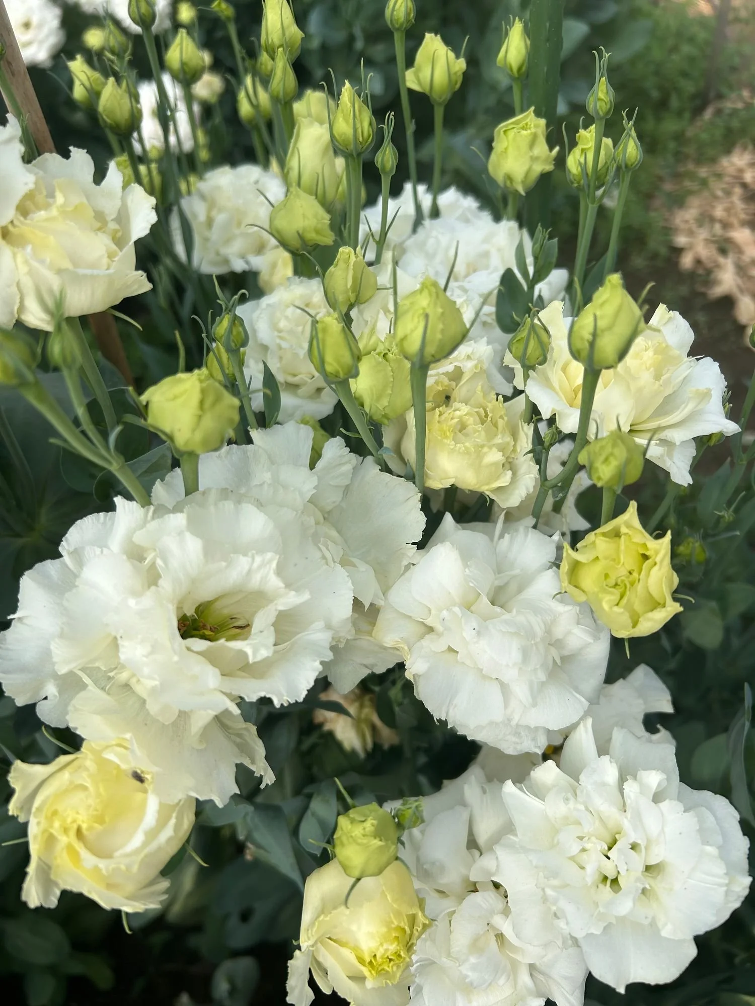 EUSTOMA grandiflorum Voyage White