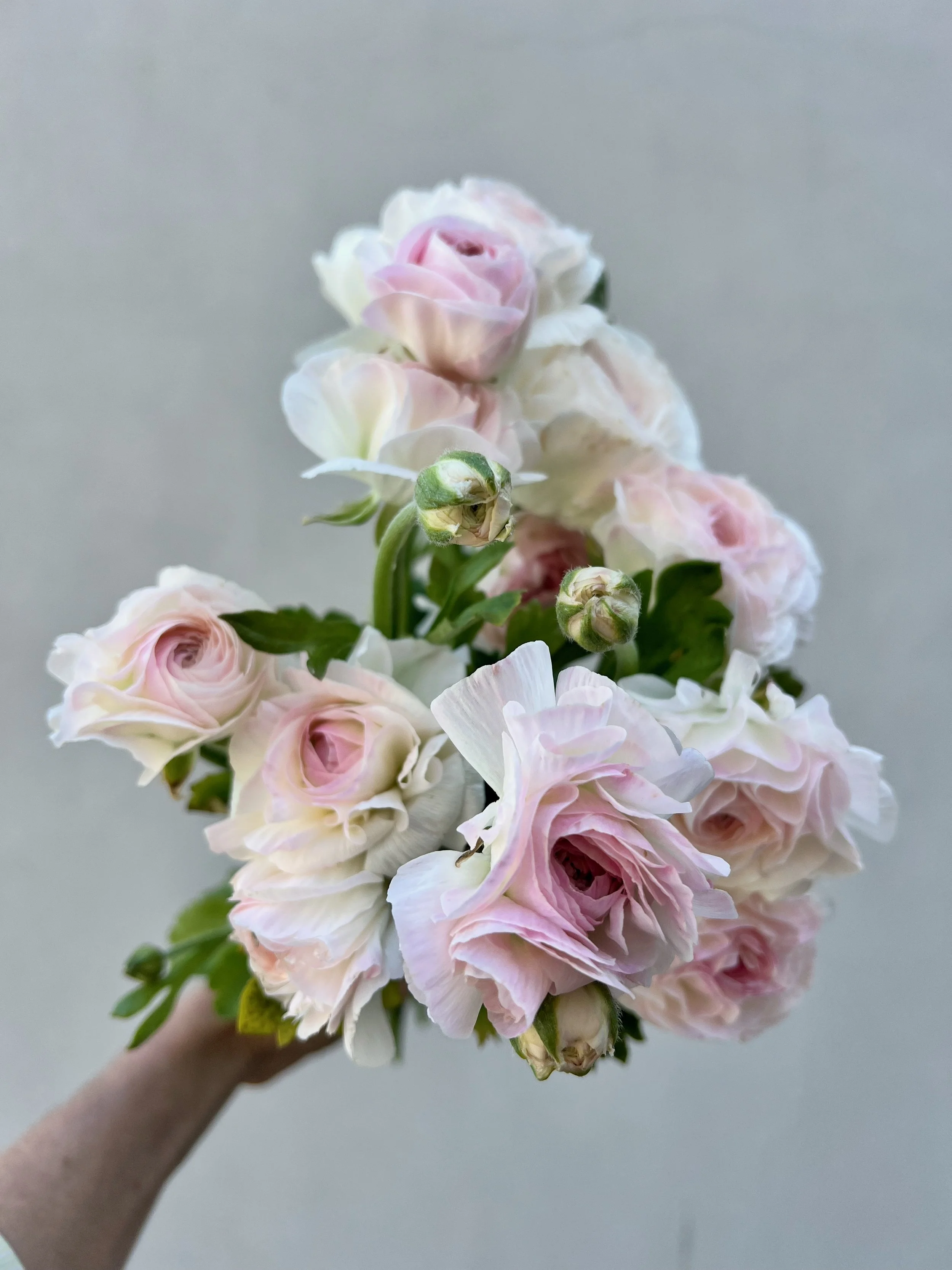 RANUNCULUS Romance Courchevel