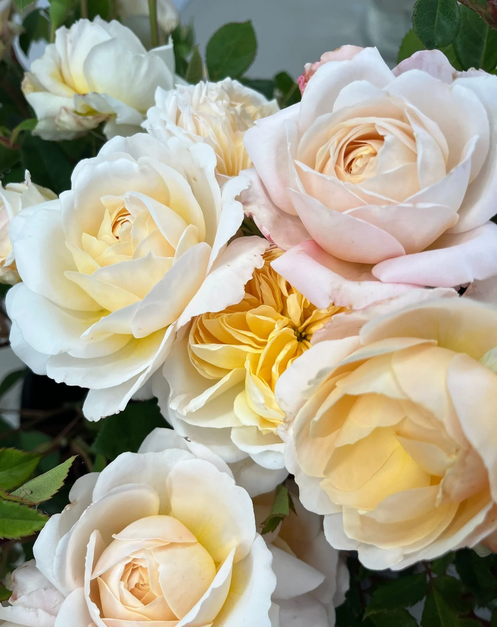 ROSA hybrida Crocus Rose