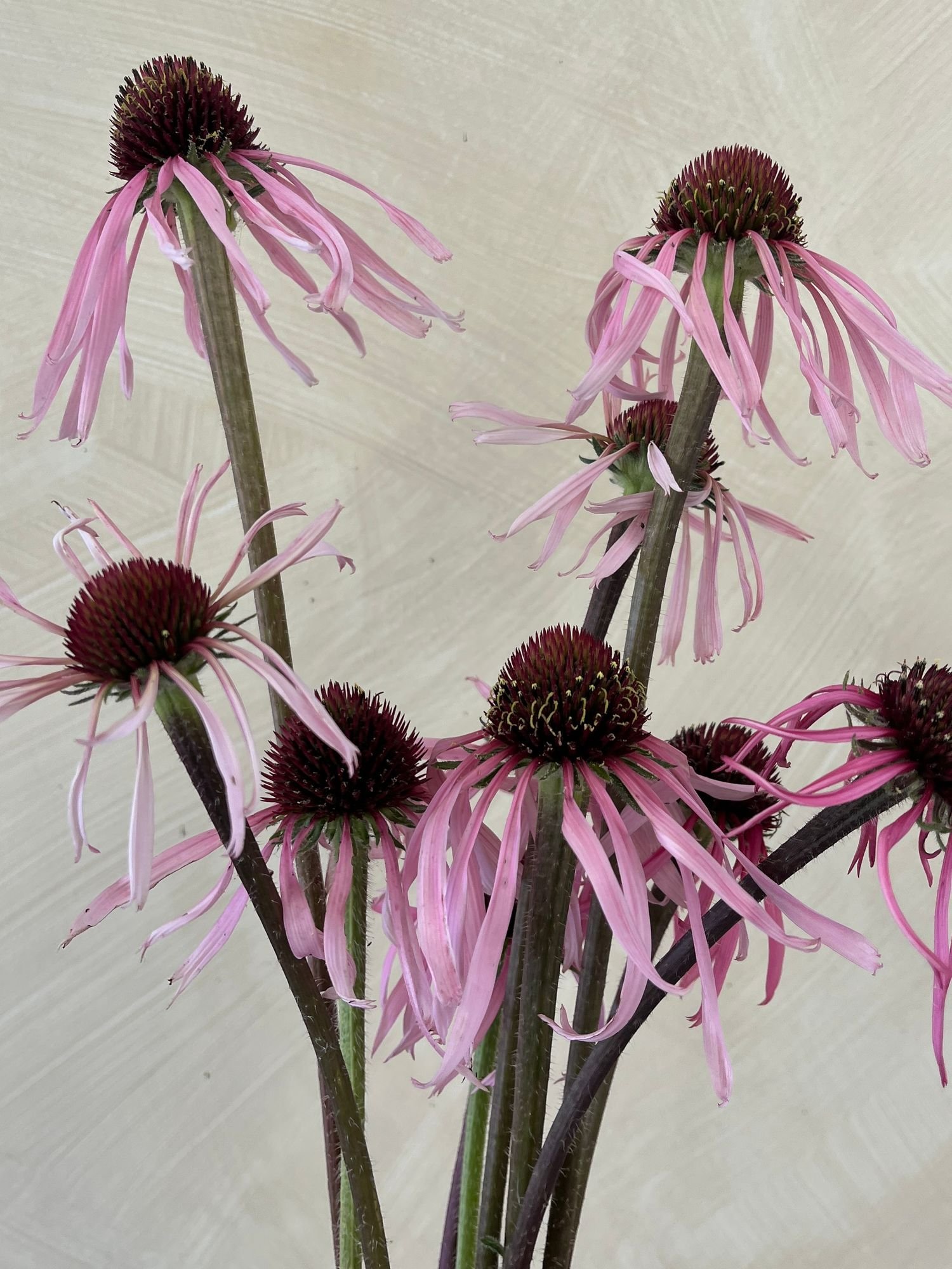 ECHINACEA pallida