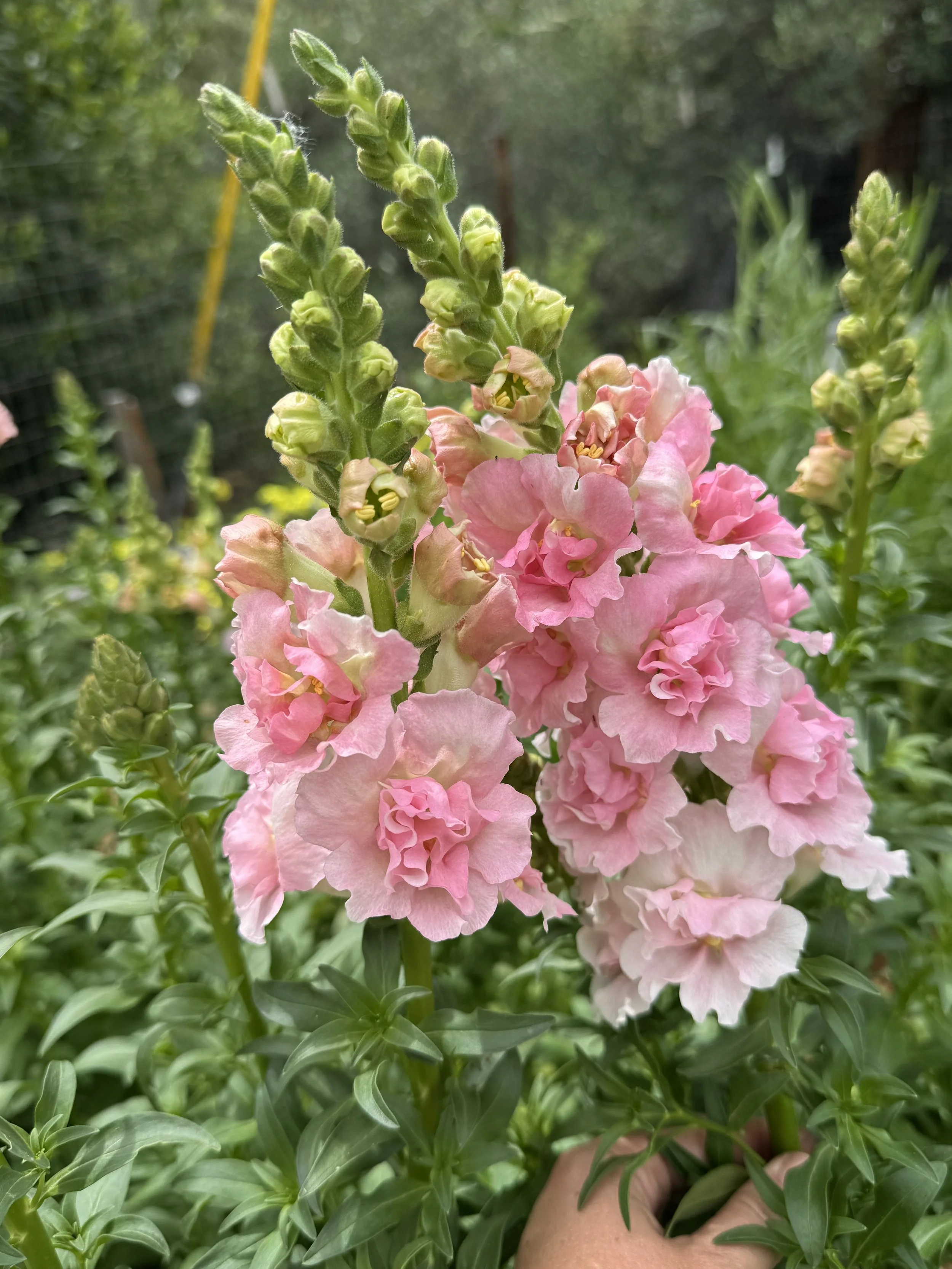 ANTIRRHINUM majus Double Frappe Light Pink II