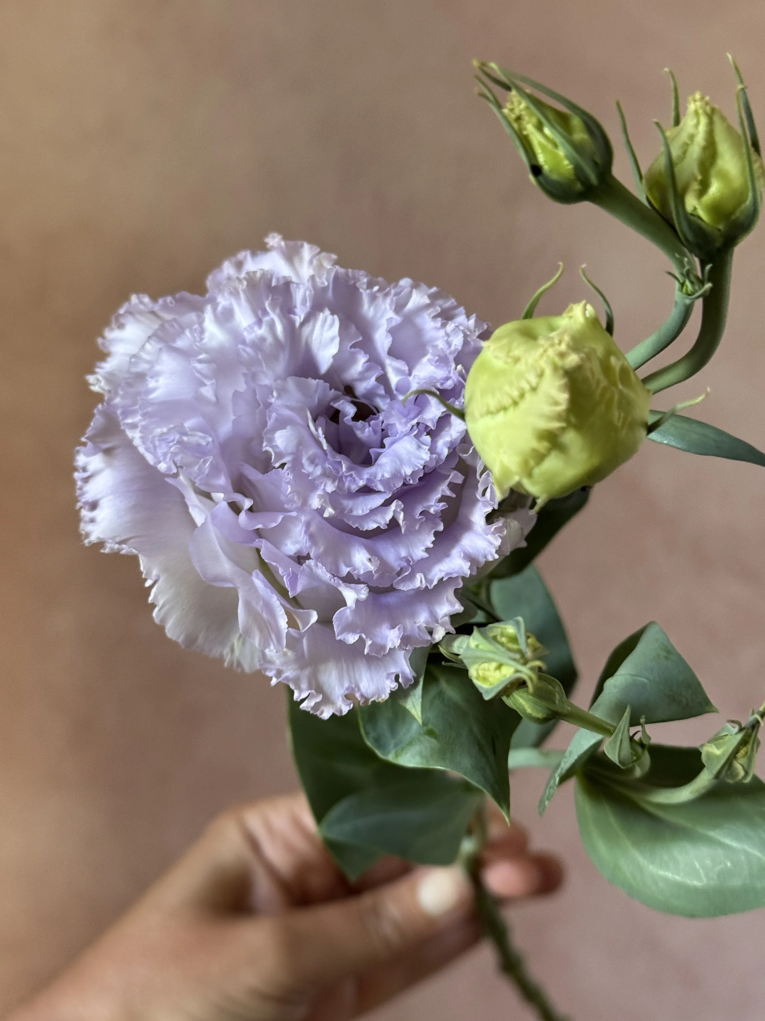 EUSTOMA grandiflorum Corelli Sugoi 1 Lavender Ice