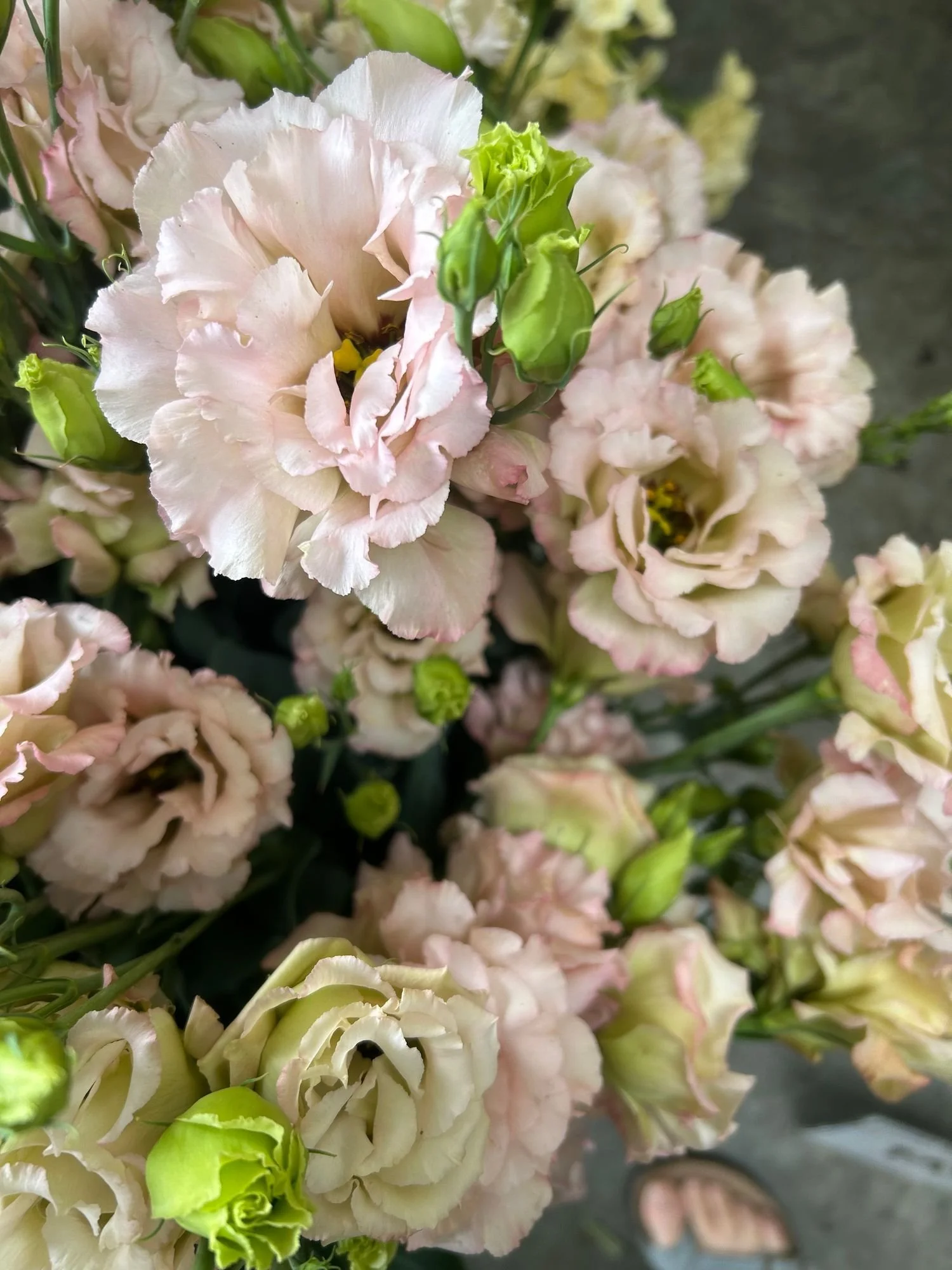 EUSTOMA grandiflorum Celeb Beige Neo