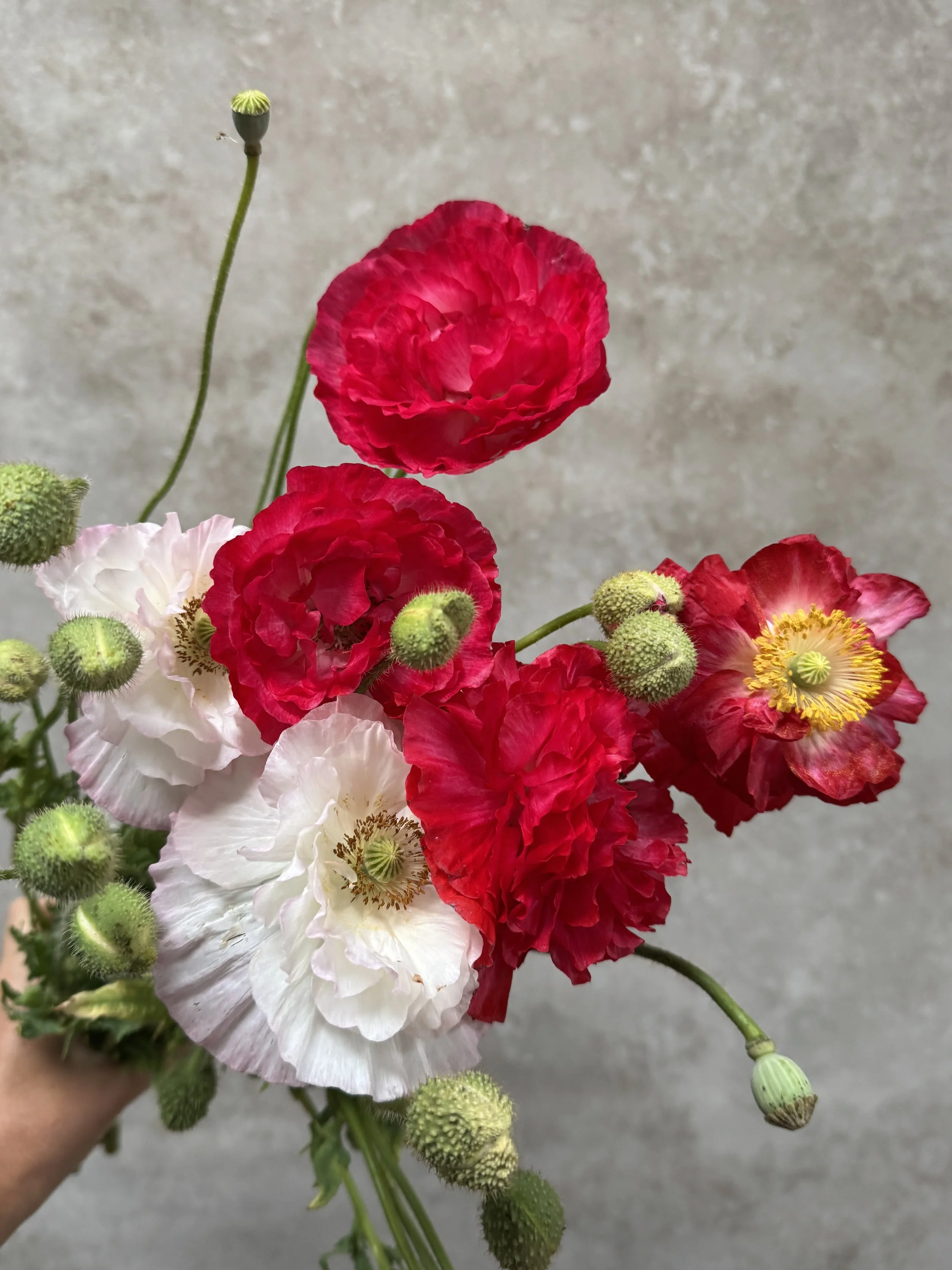 PAPAVER Shirley Poppy Supreme