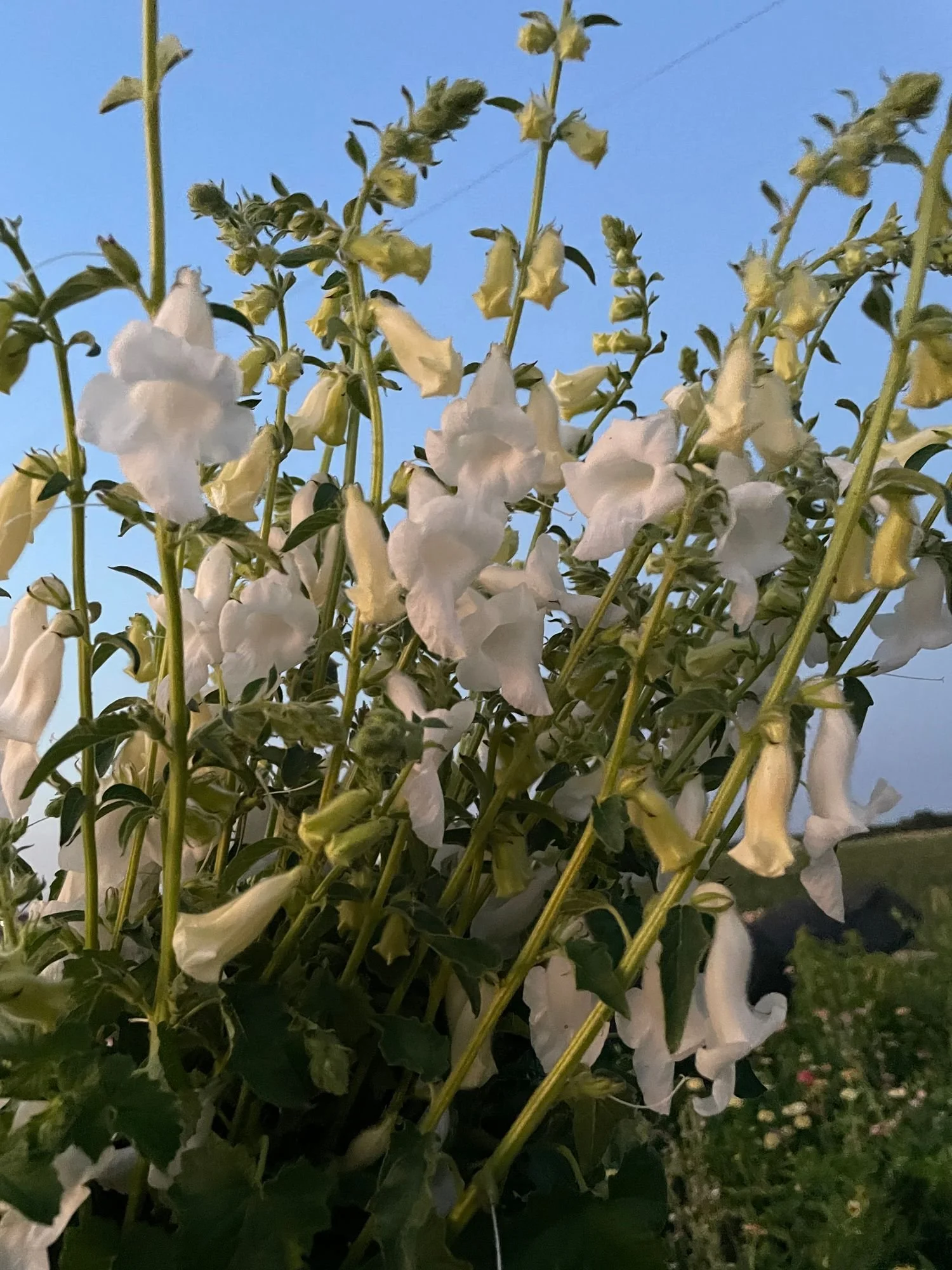 CERATOTHECA triloba Alba