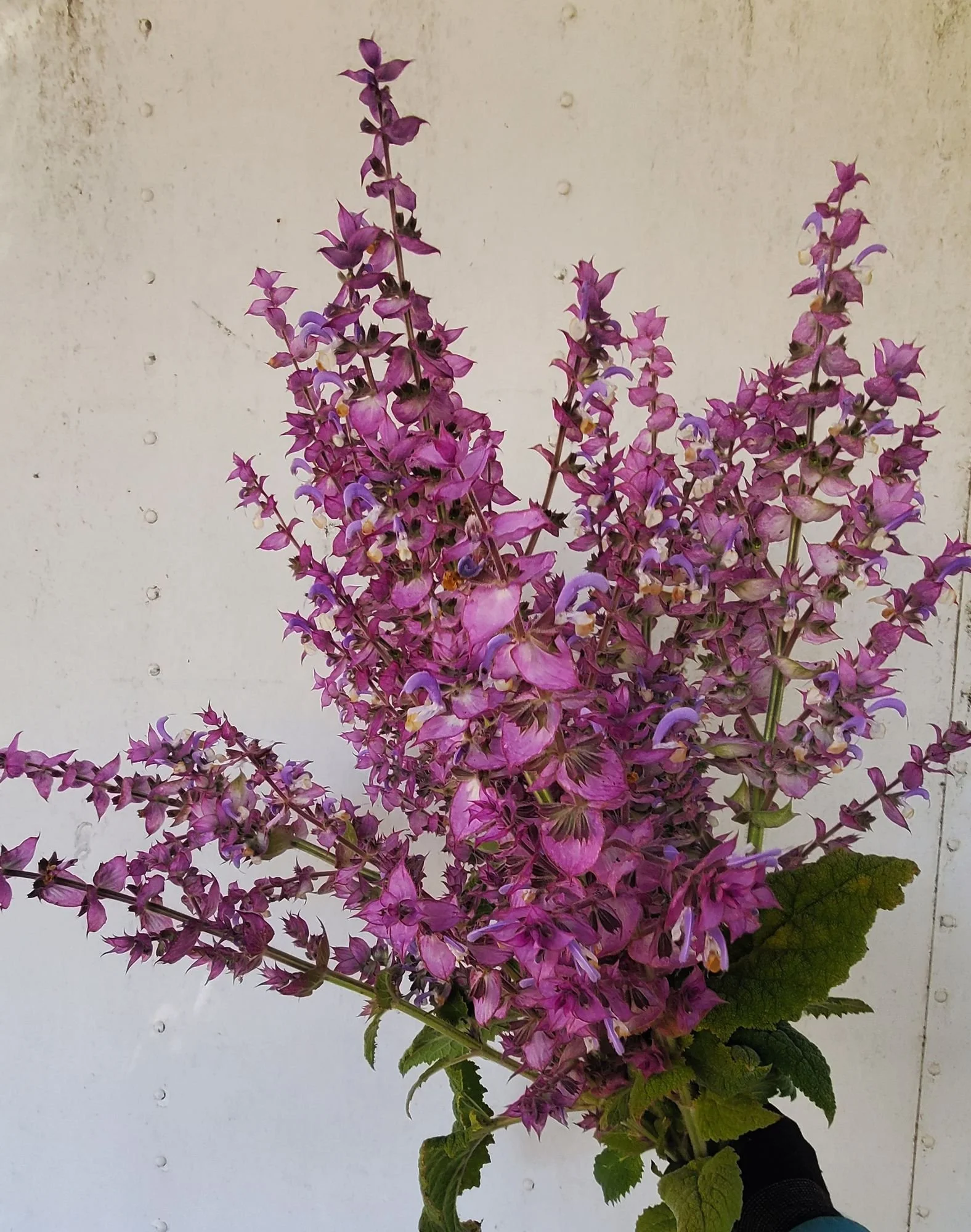 SALVIA sclarea var. turkestanica Vatican Pink