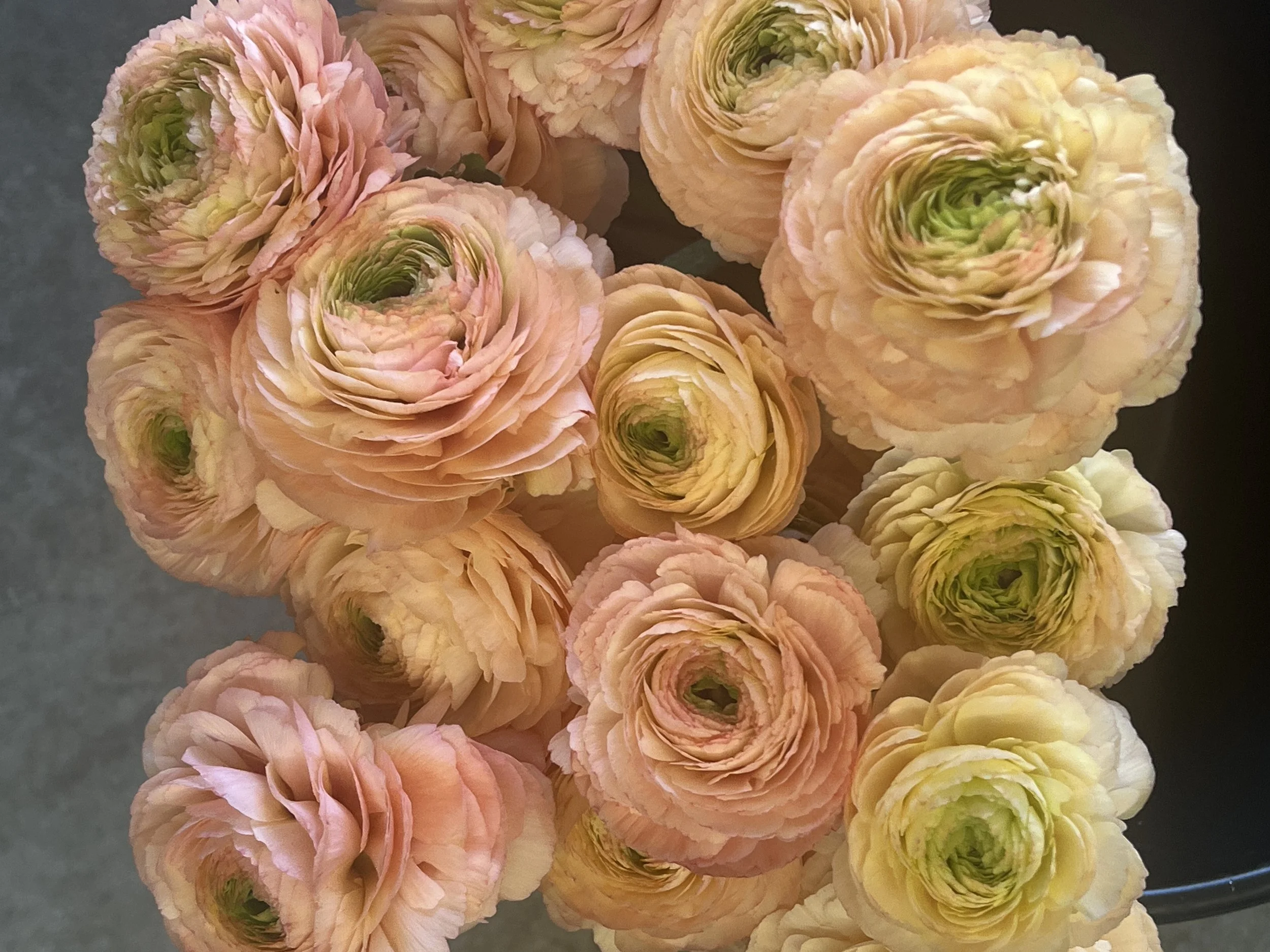 RANUNCULUS Cloni Success Tuareg