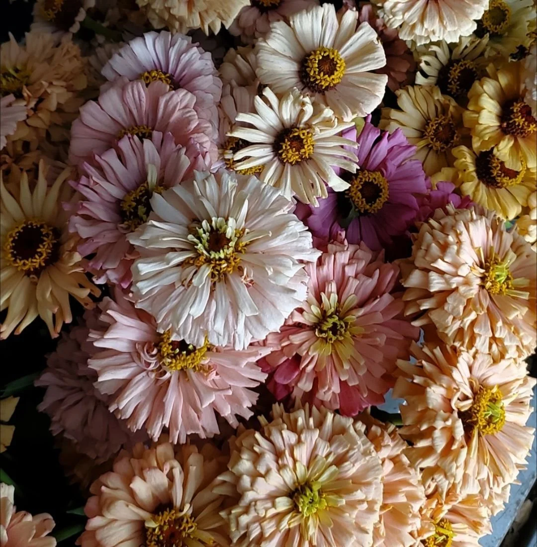 ZINNIA elegans Dawn Creek Peach
