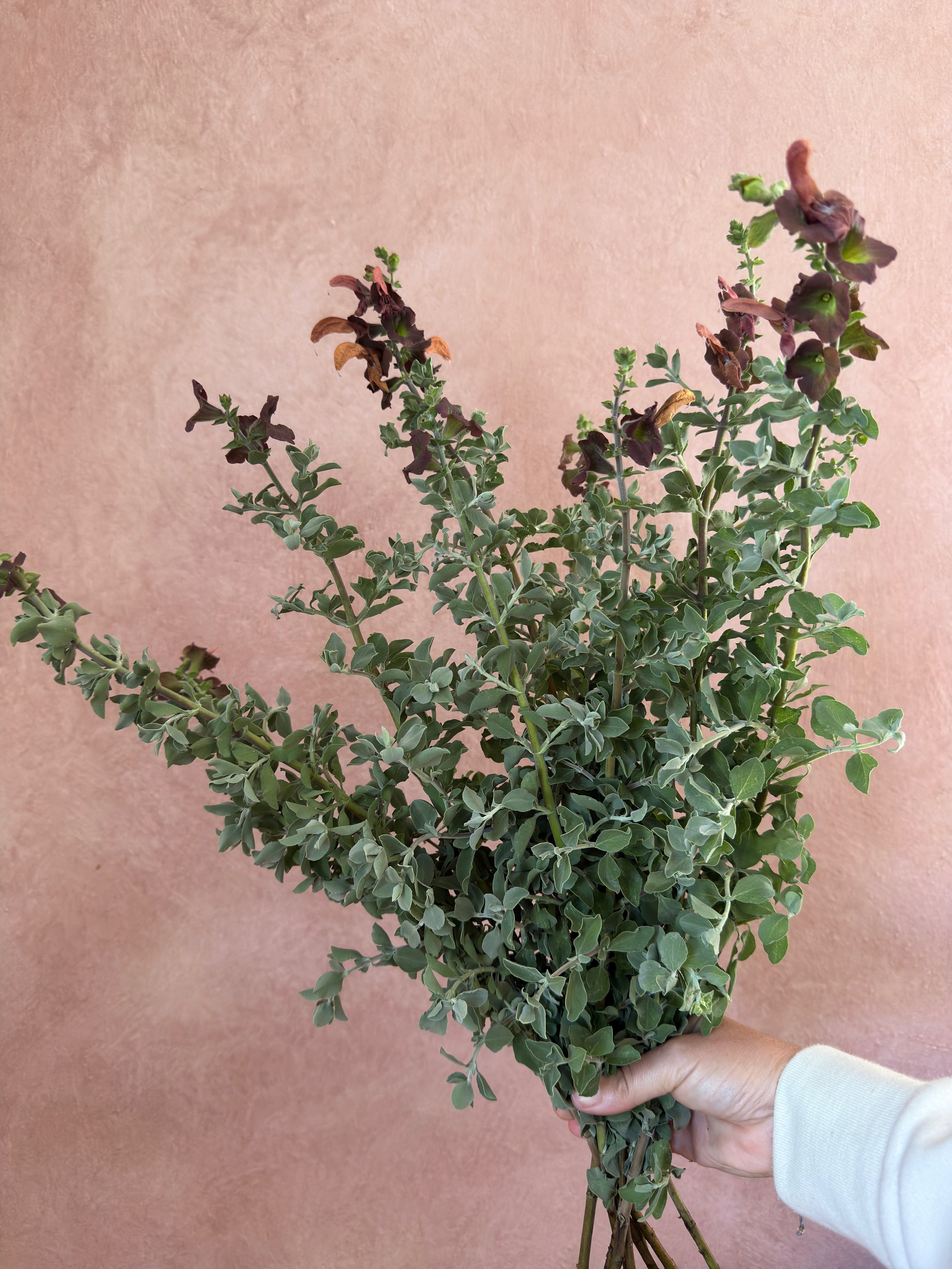 SALVIA africana-lutea