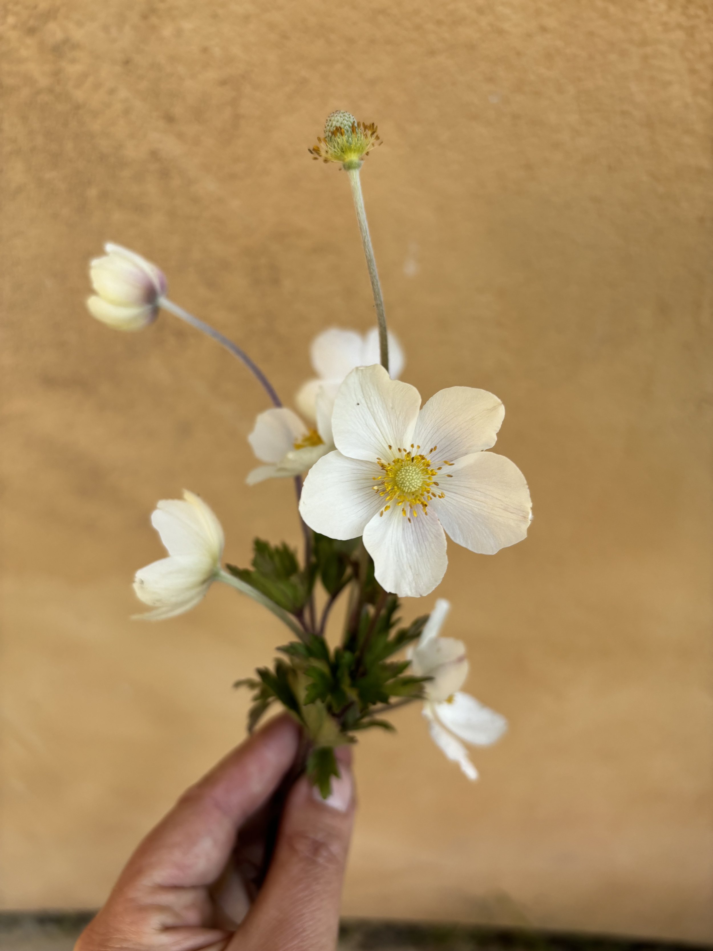 Anemone