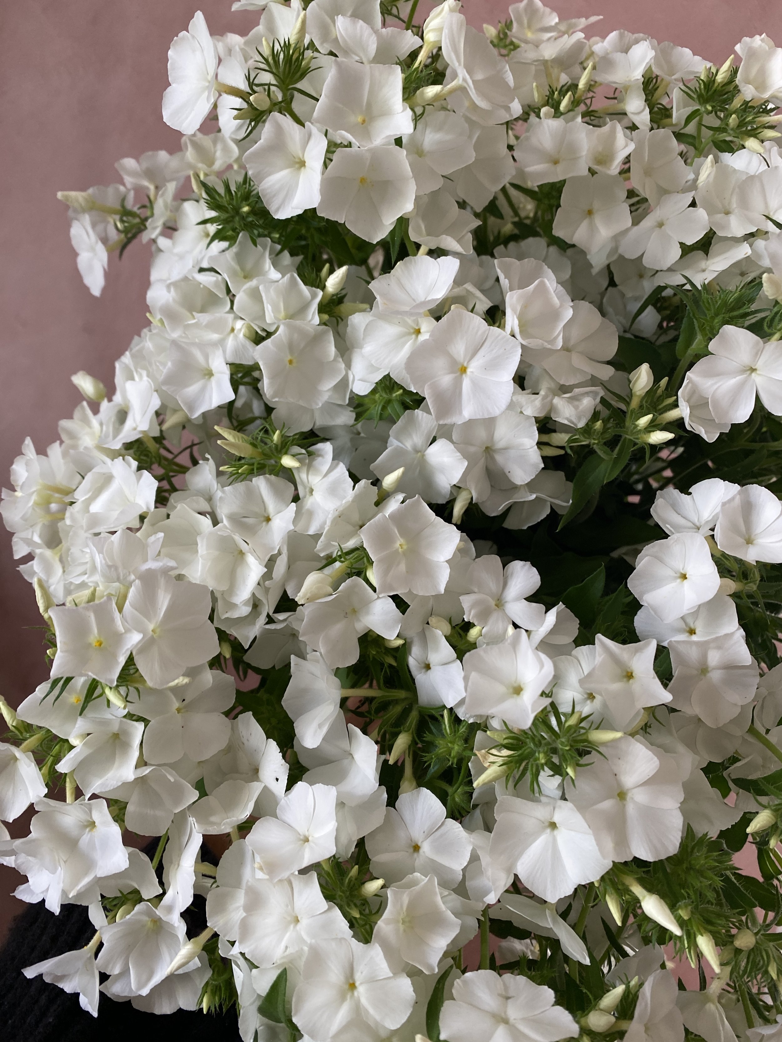 Phlox 'Whipped Cream'