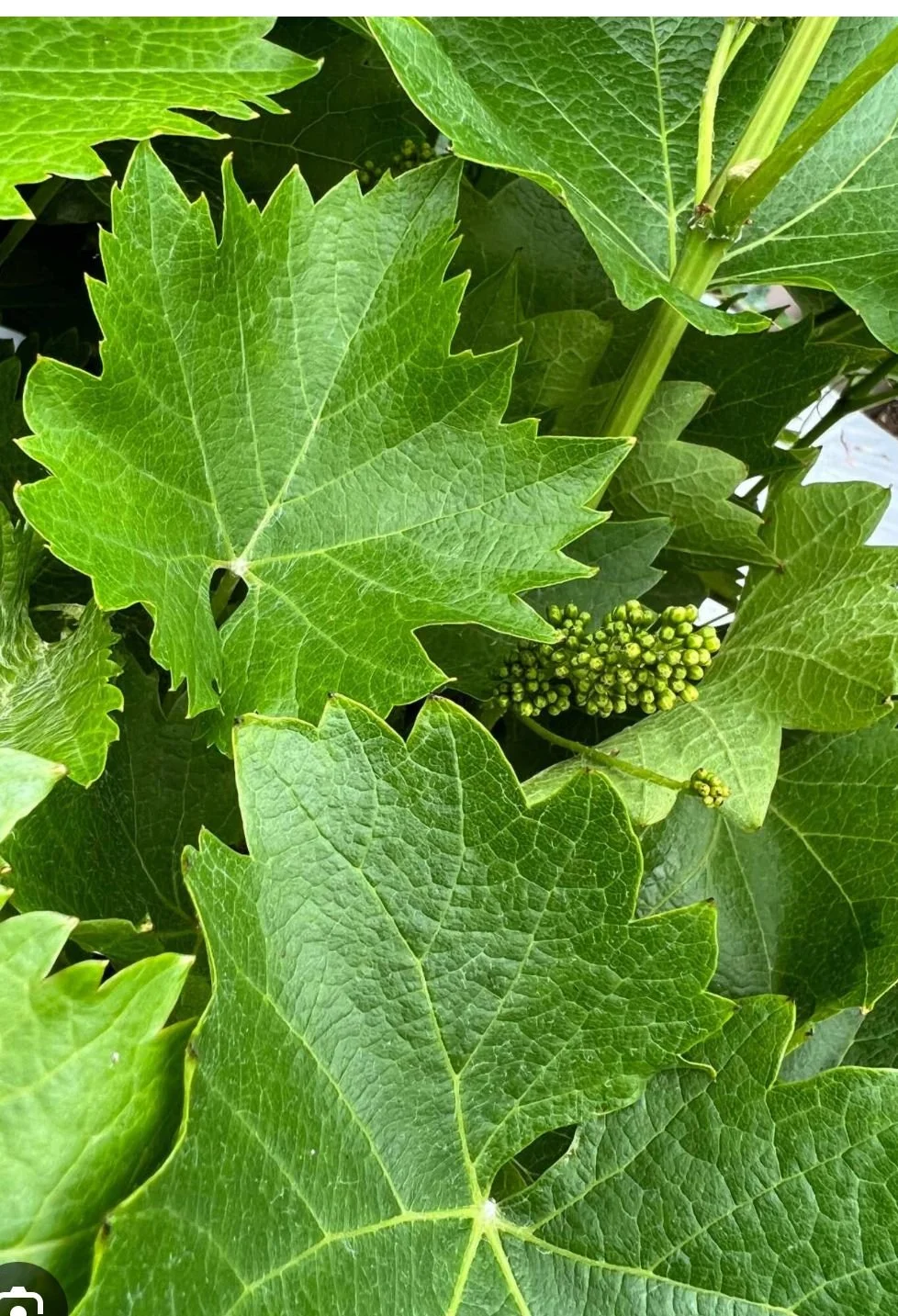 VITIS Wild Grape Vine