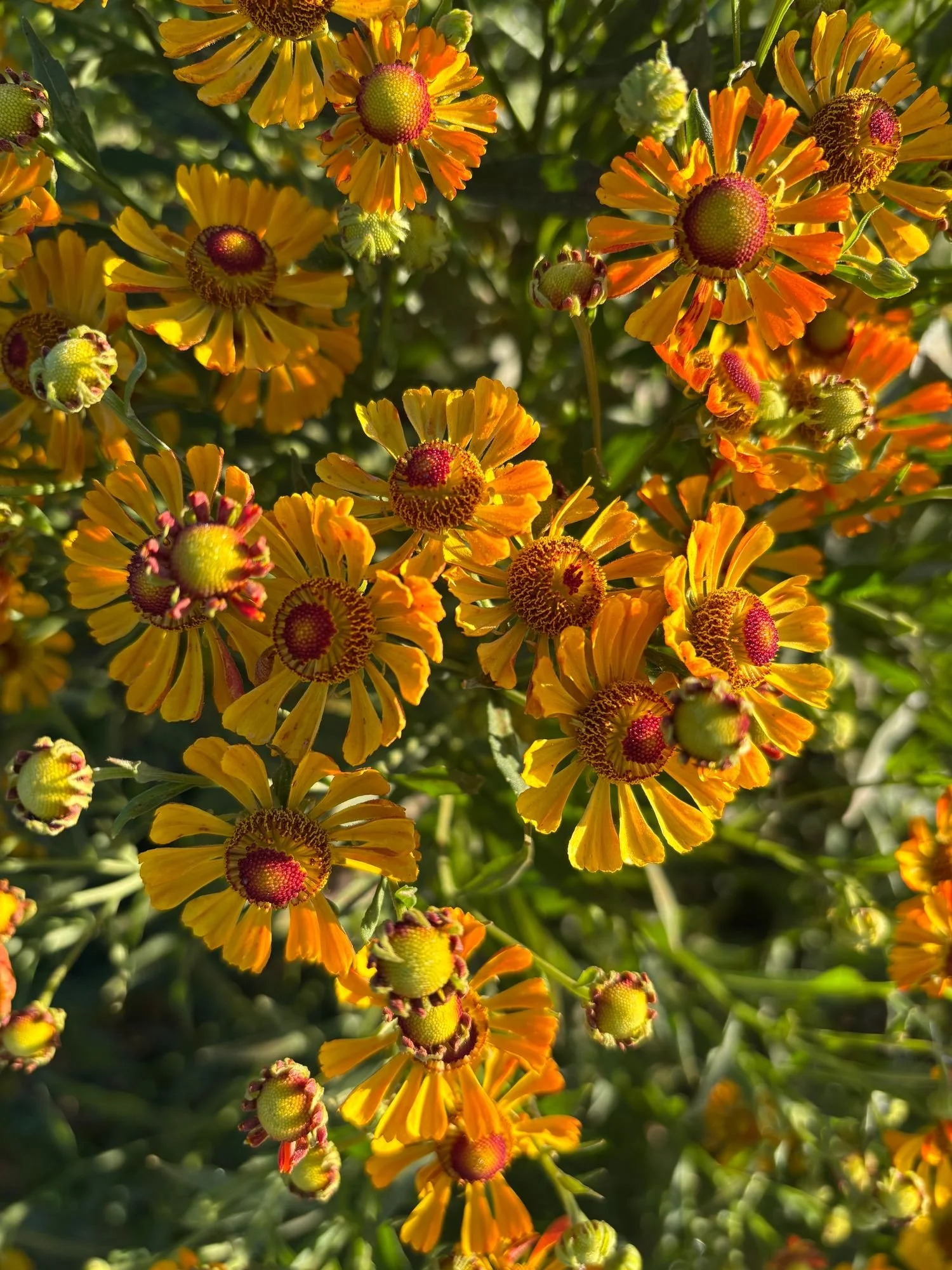 HELENIUM autumnale