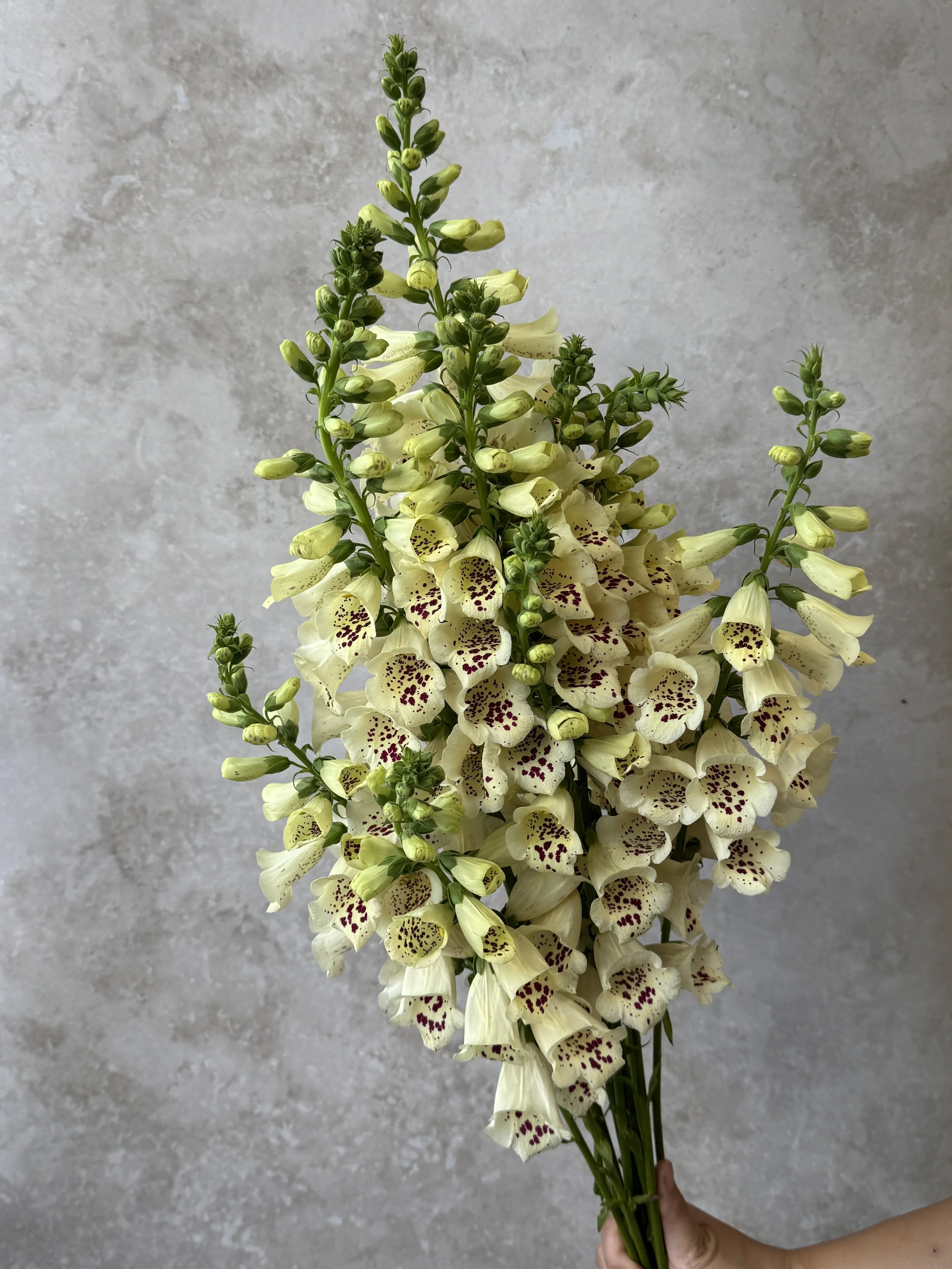 DIGITALIS purpurea Camelot Creme