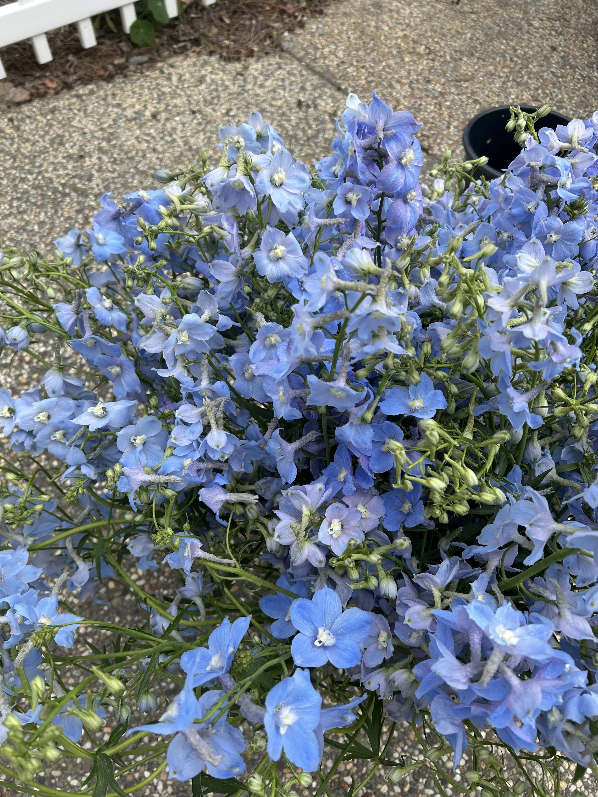 DELPHINIUM x belladonna Blue Donna