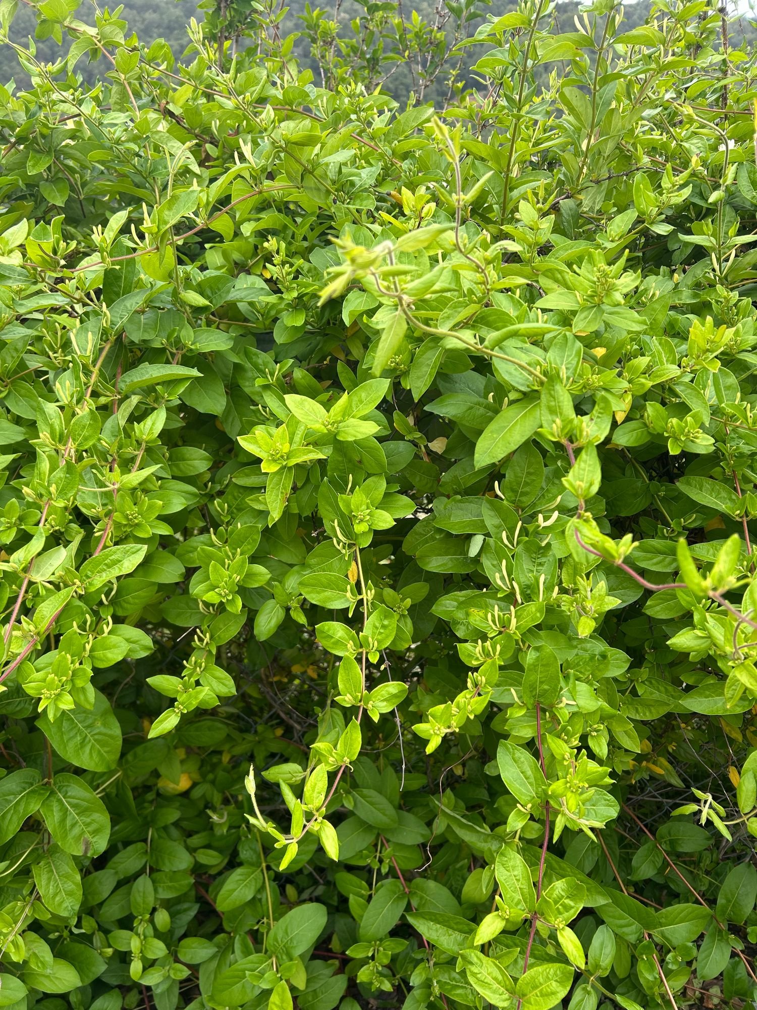 LONICERA sp