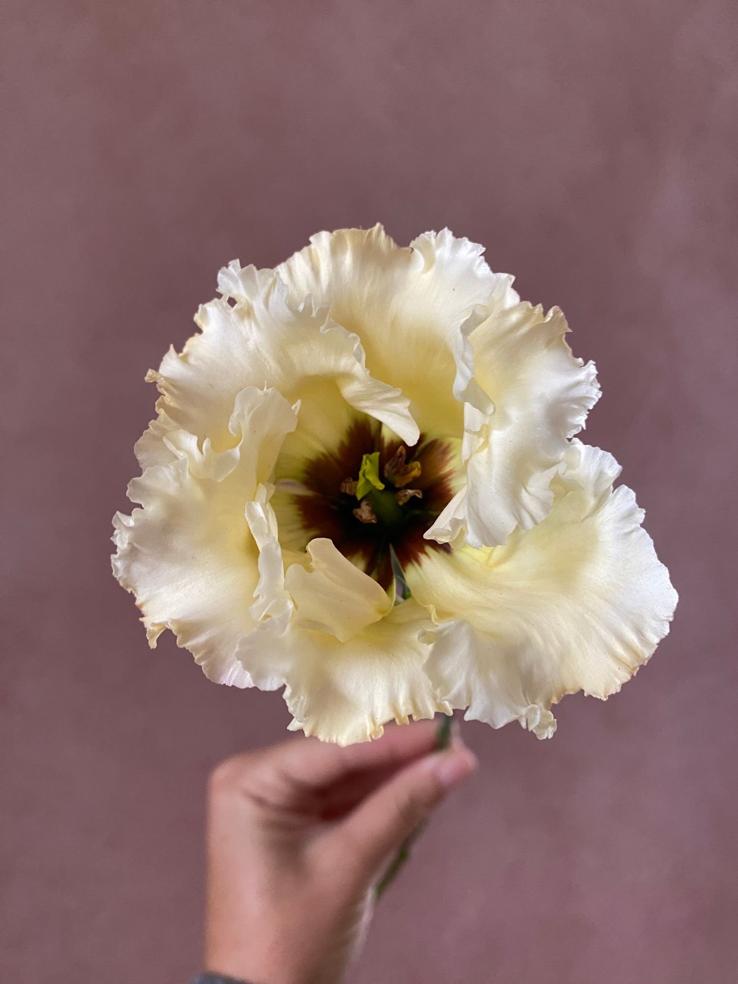 Lisianthus 'Yellow Falda'