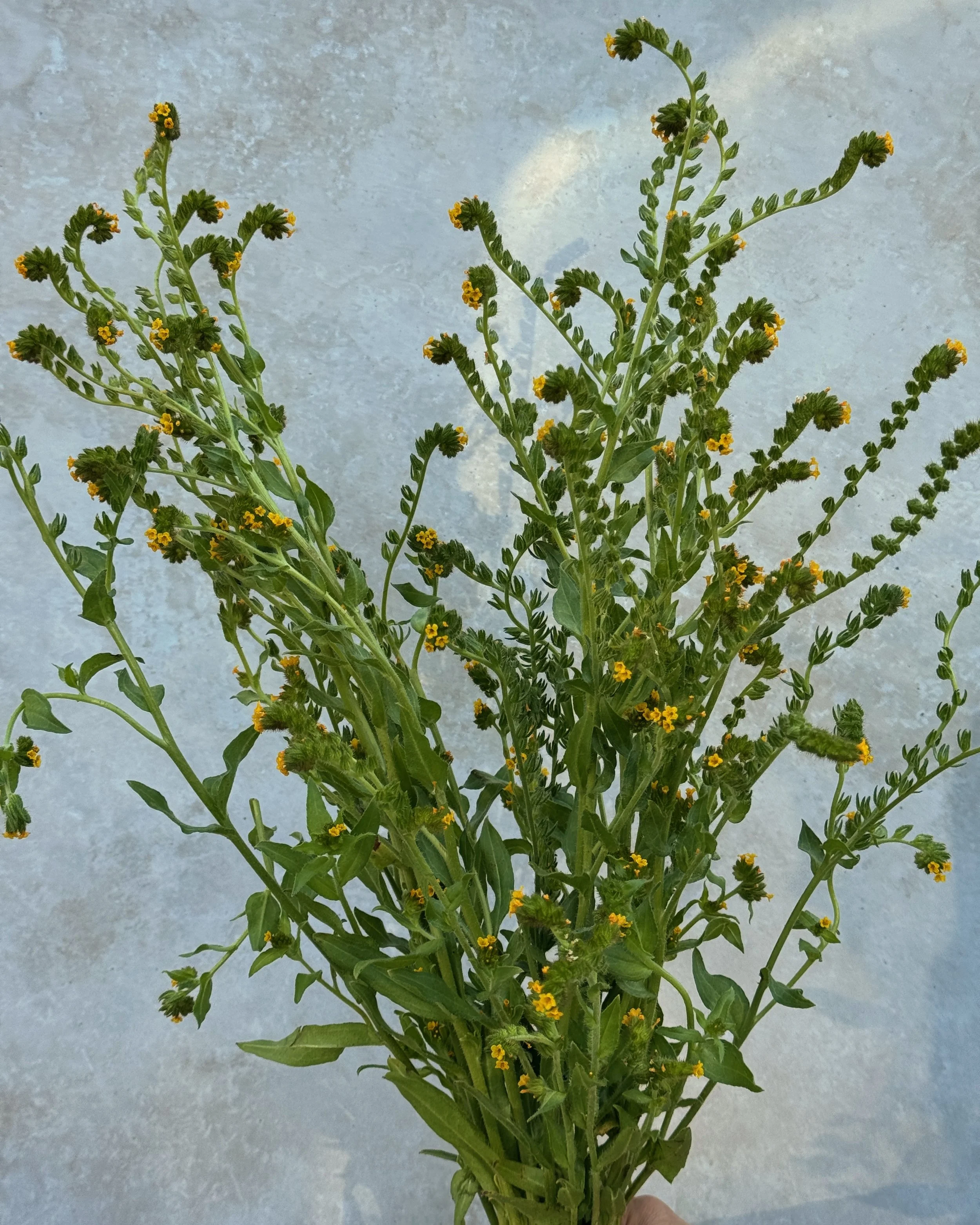 AMSINCKIA menziesii