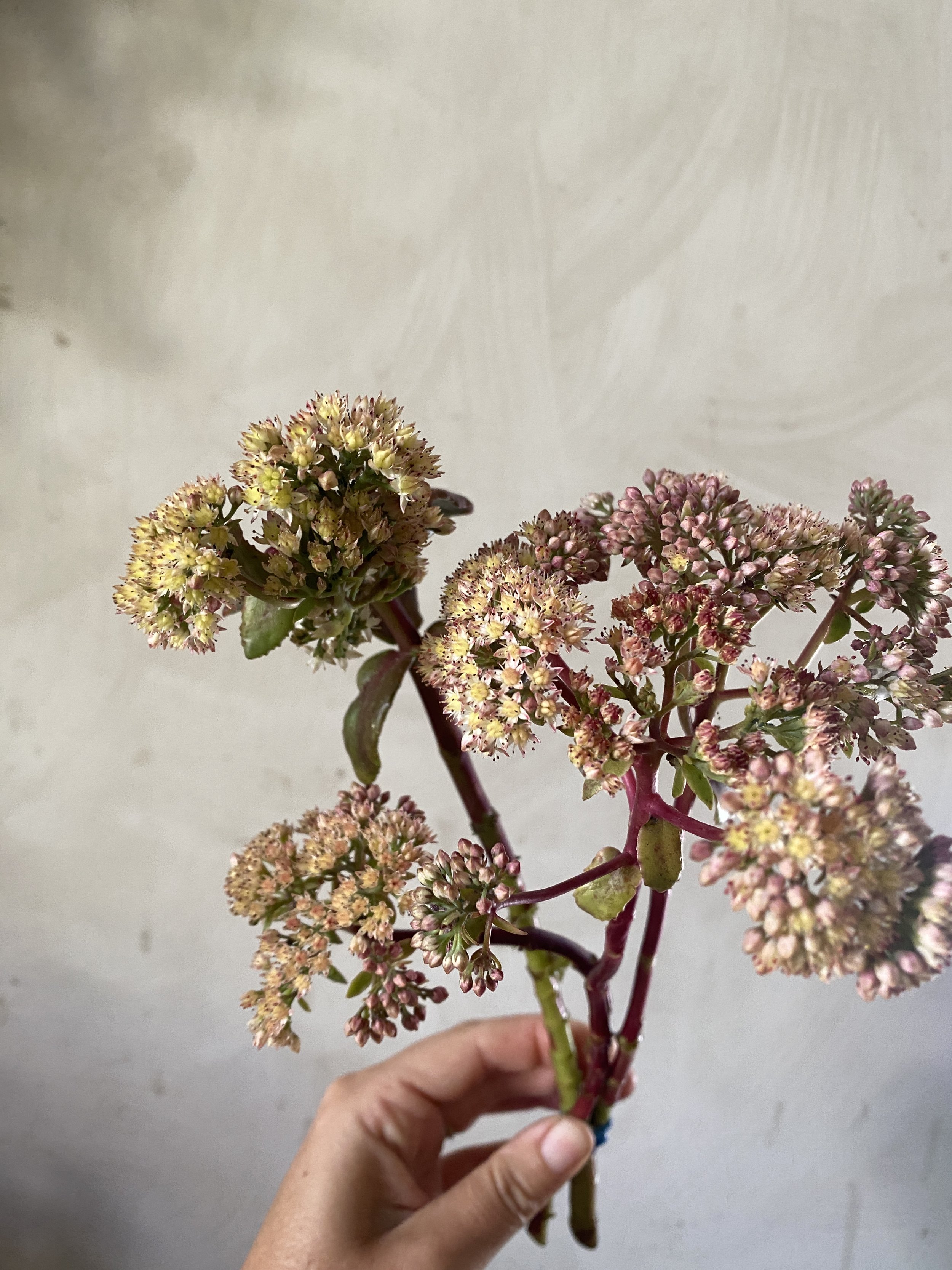Sedum 'Peach Pearls'