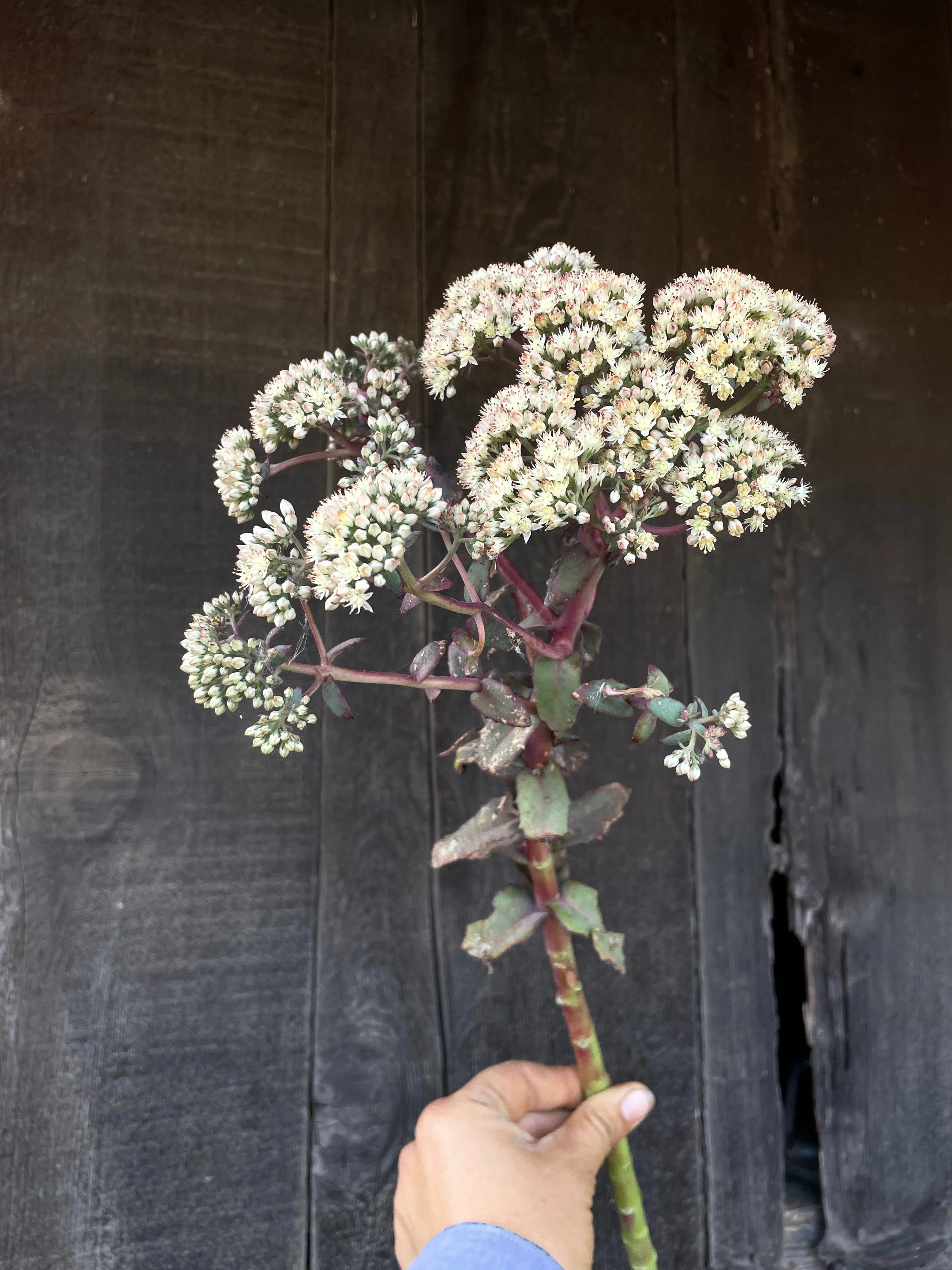 SEDUM x Banana Split