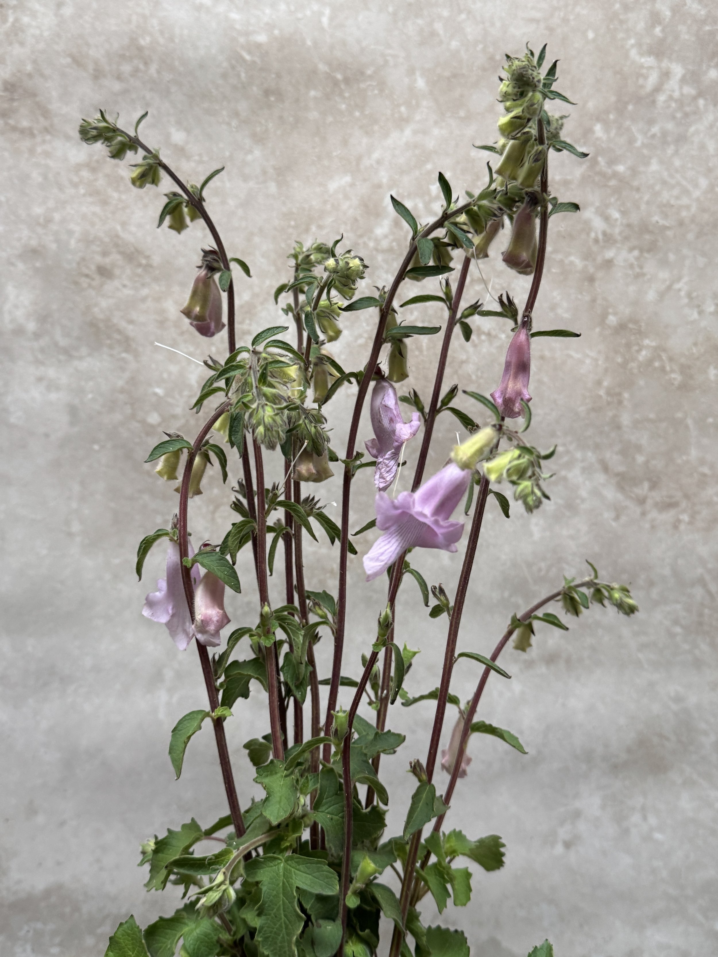 CERATOTHECA triloba Purple