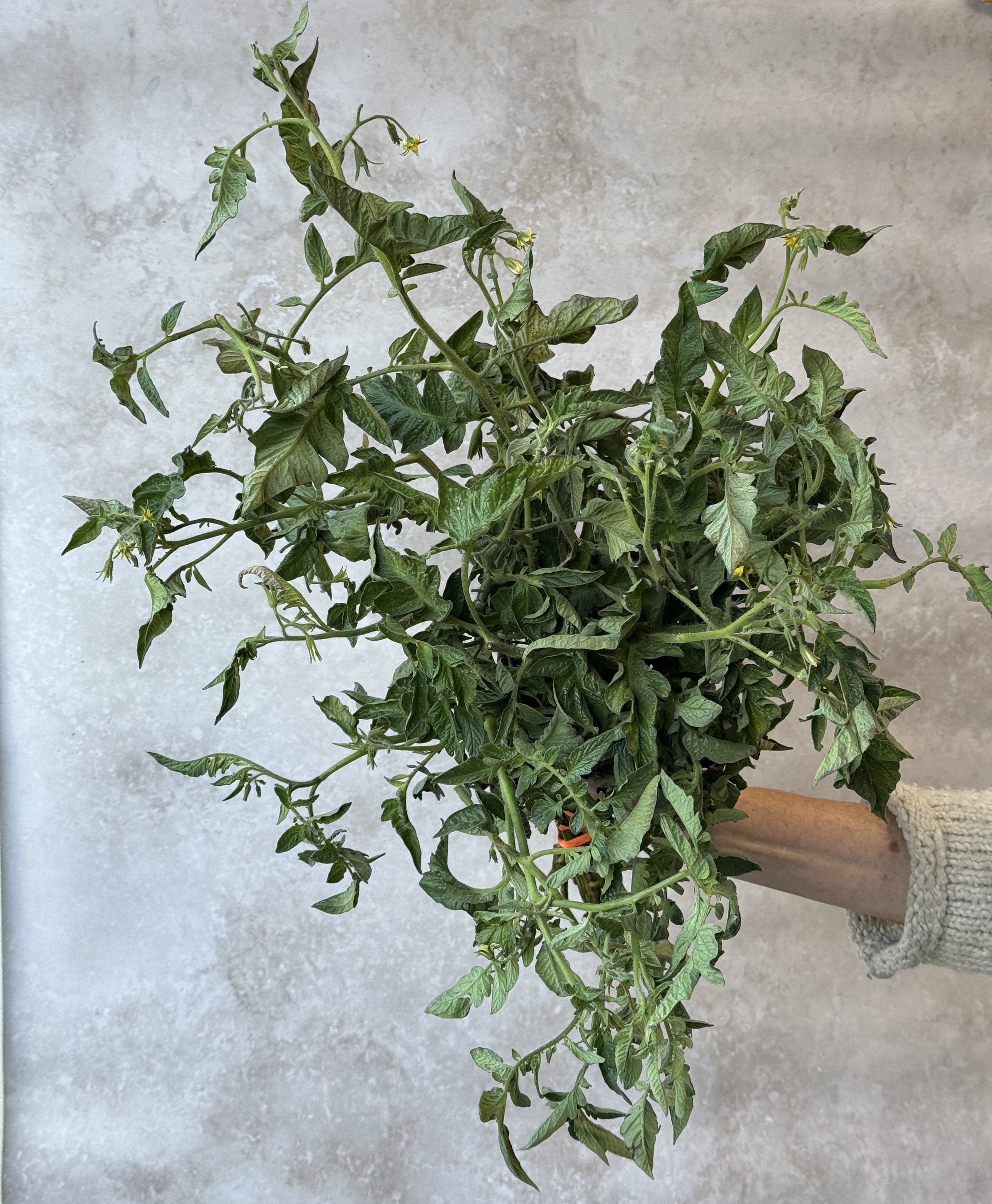 SOLANUM lycopersicum