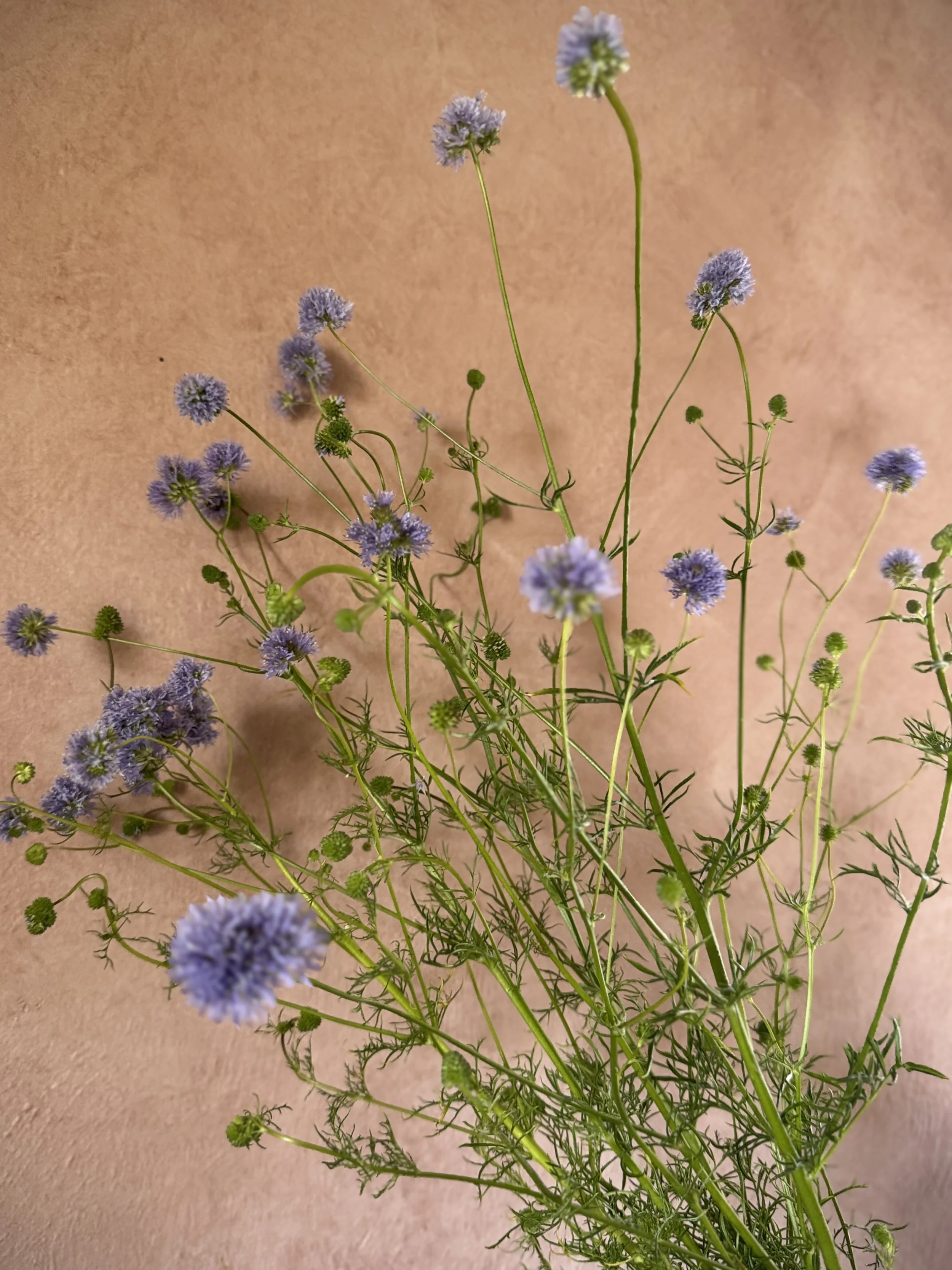 GILIA capitata