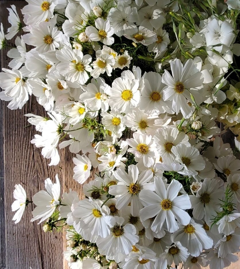 Cosmos 'Afternoon White'