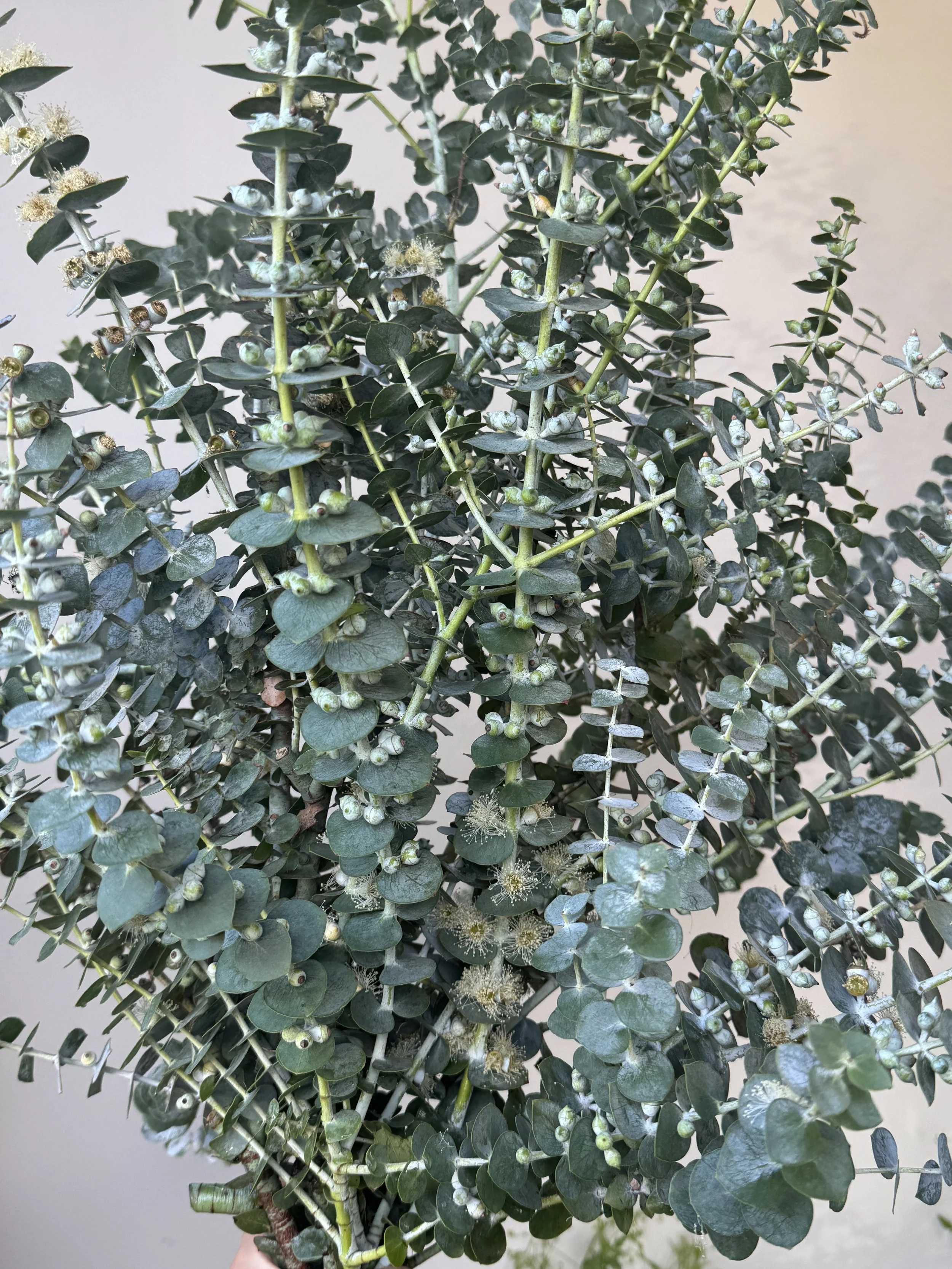 EUCALYPTUS pulverulenta Baby Blue