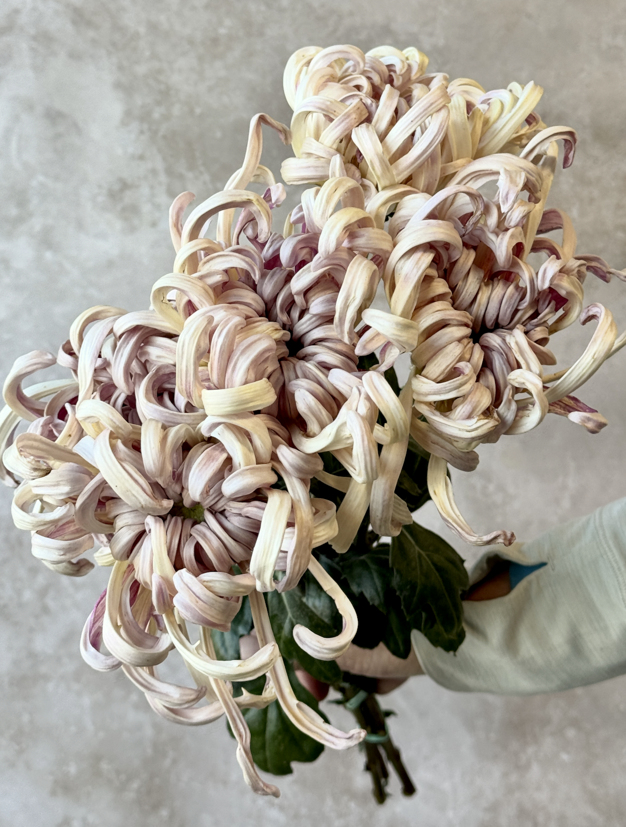 CHRYSANTHEMUM x China Belle
